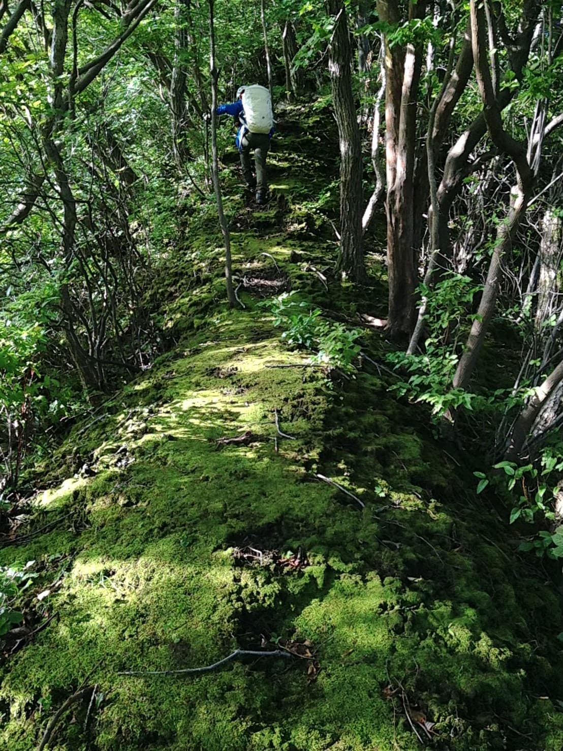 根子岳天狗峰バリエーションルートの山中