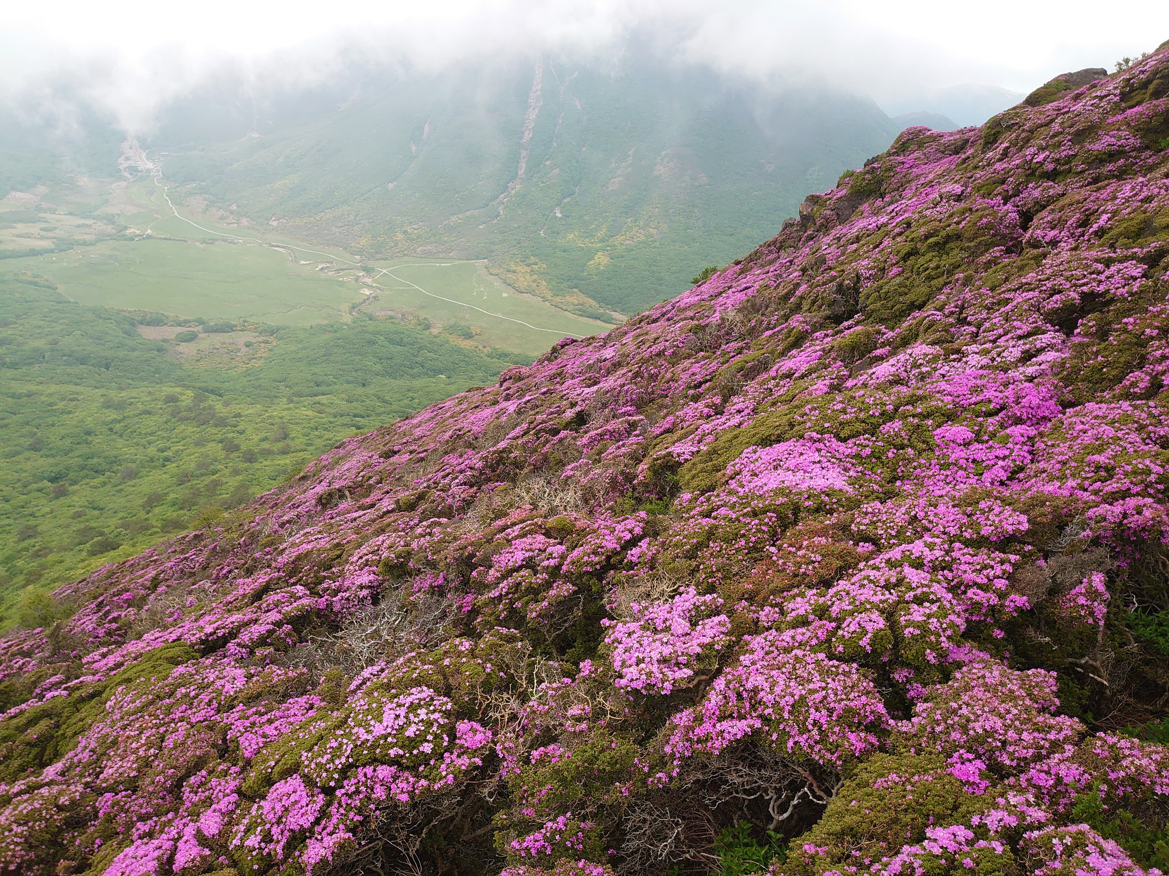 久住・平治岳のミヤマキリシマ