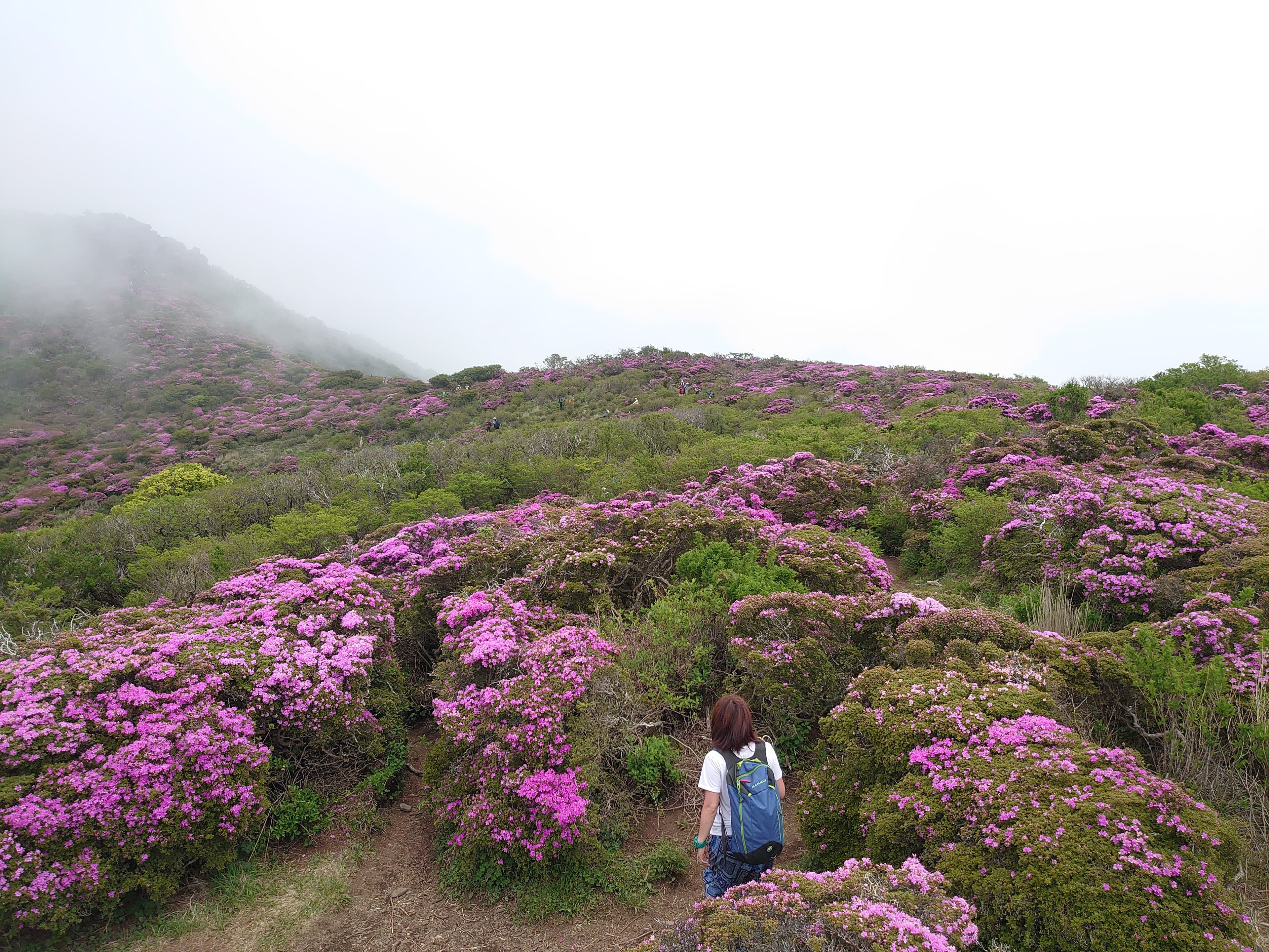 久住・平治岳のミヤマキリシマ