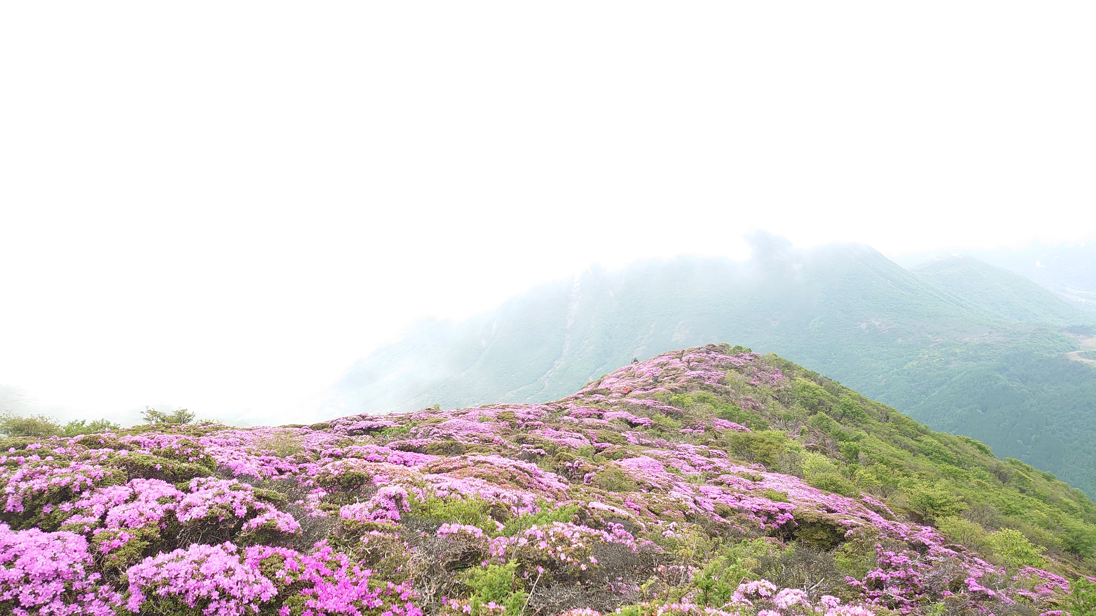 ミヤマキリシマに染まる稜線