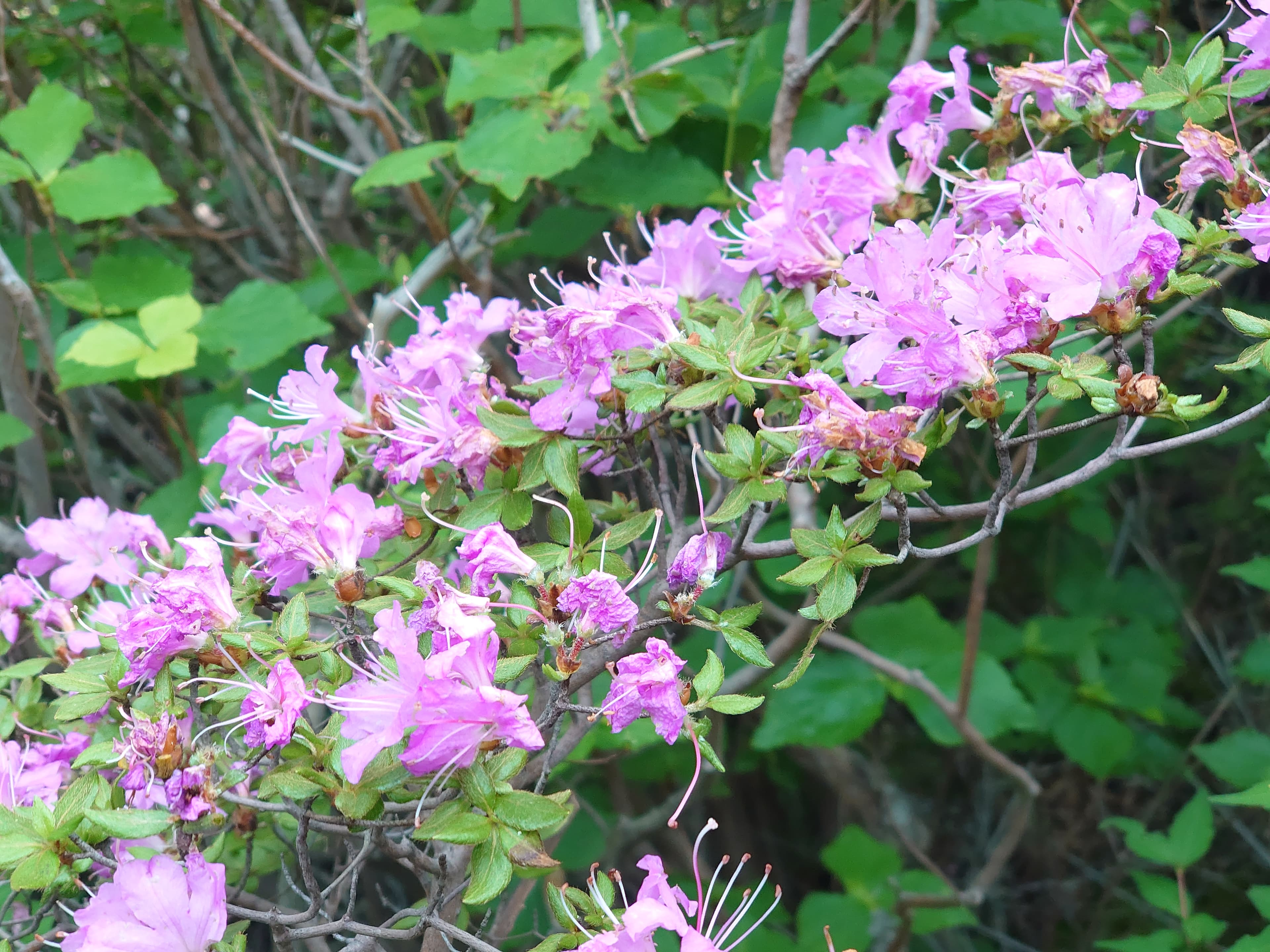 根子岳のミヤマキリシマ
