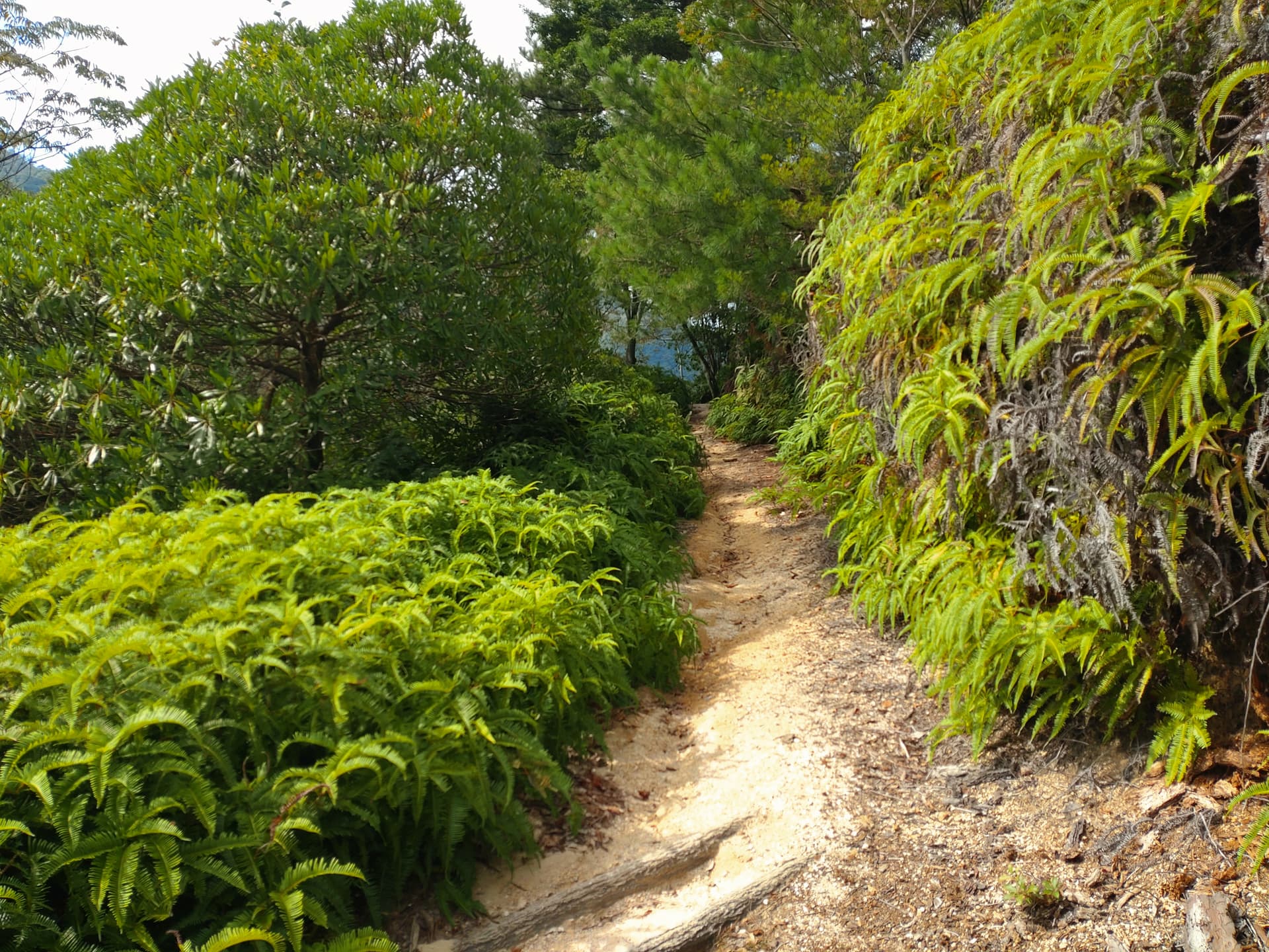 広島宮島弥山の登山道