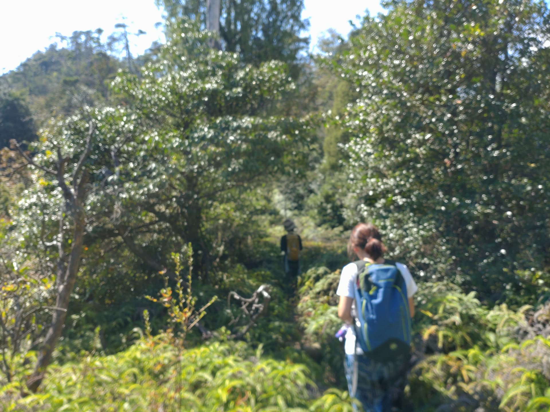 広島宮島弥山の狭い登山道