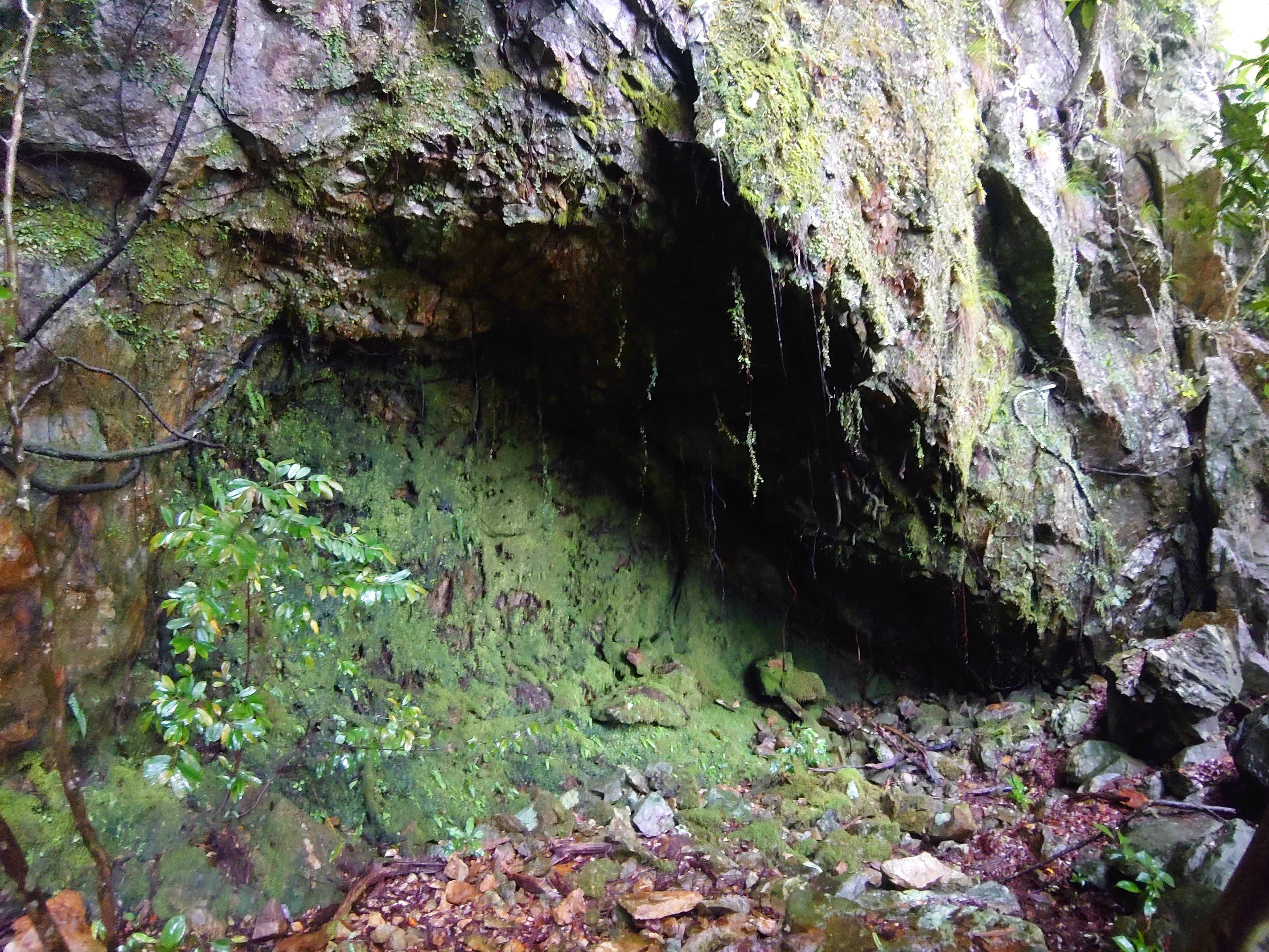 下山途中の苔むした岩の窪み