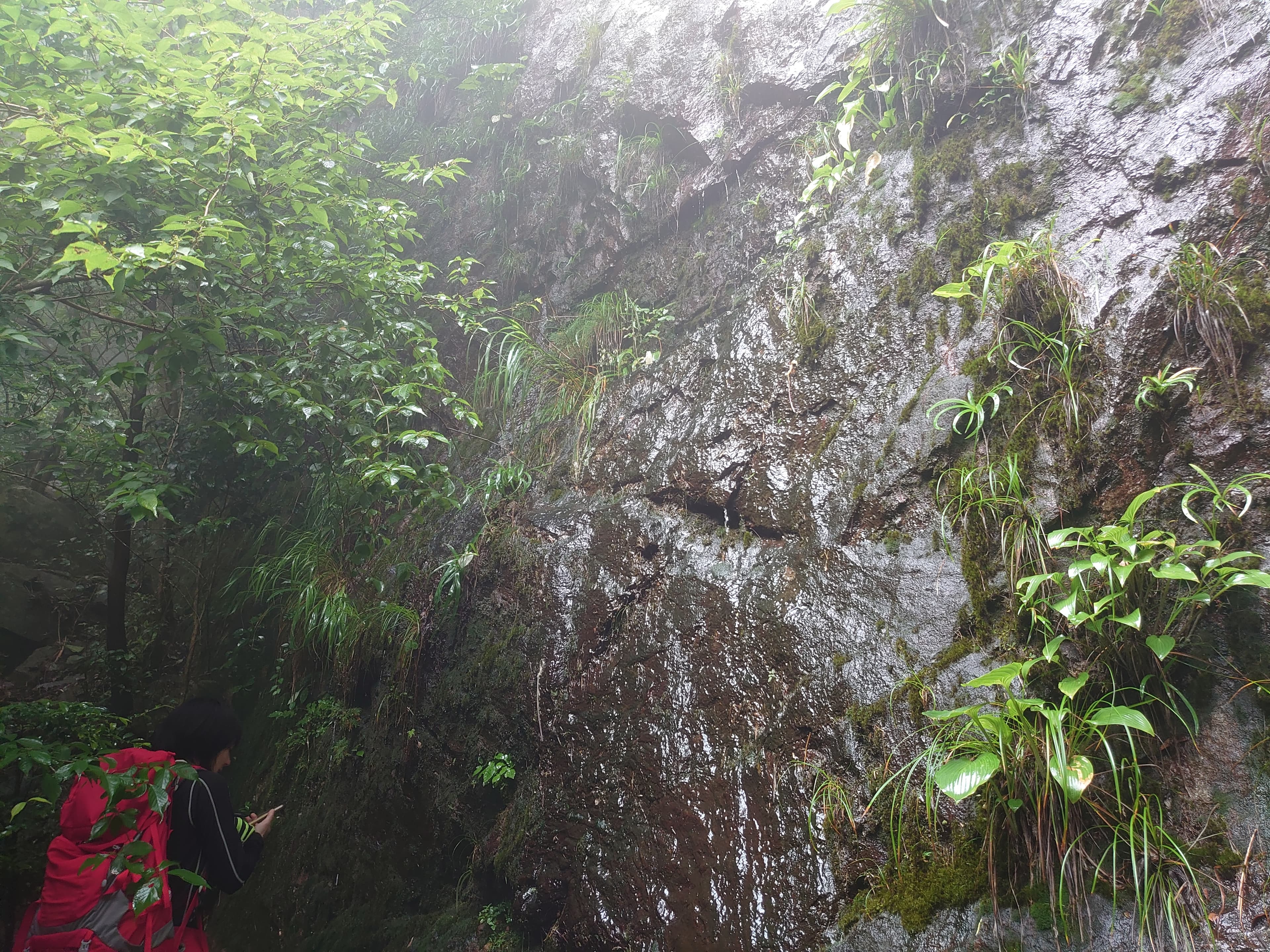 雨の滴る行縢山の岩壁