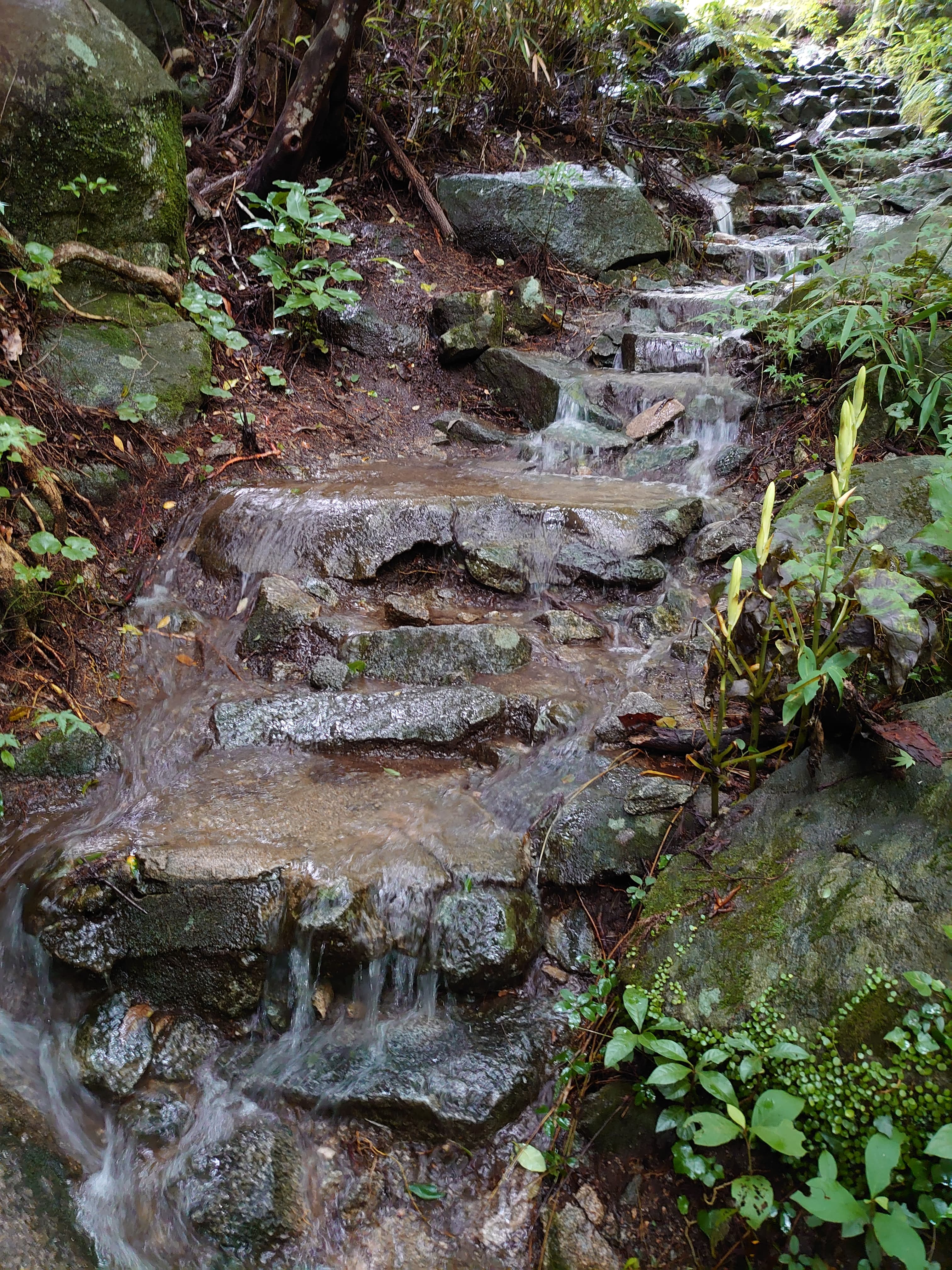 雨上がりに川のようになる二丈岳の登山道2