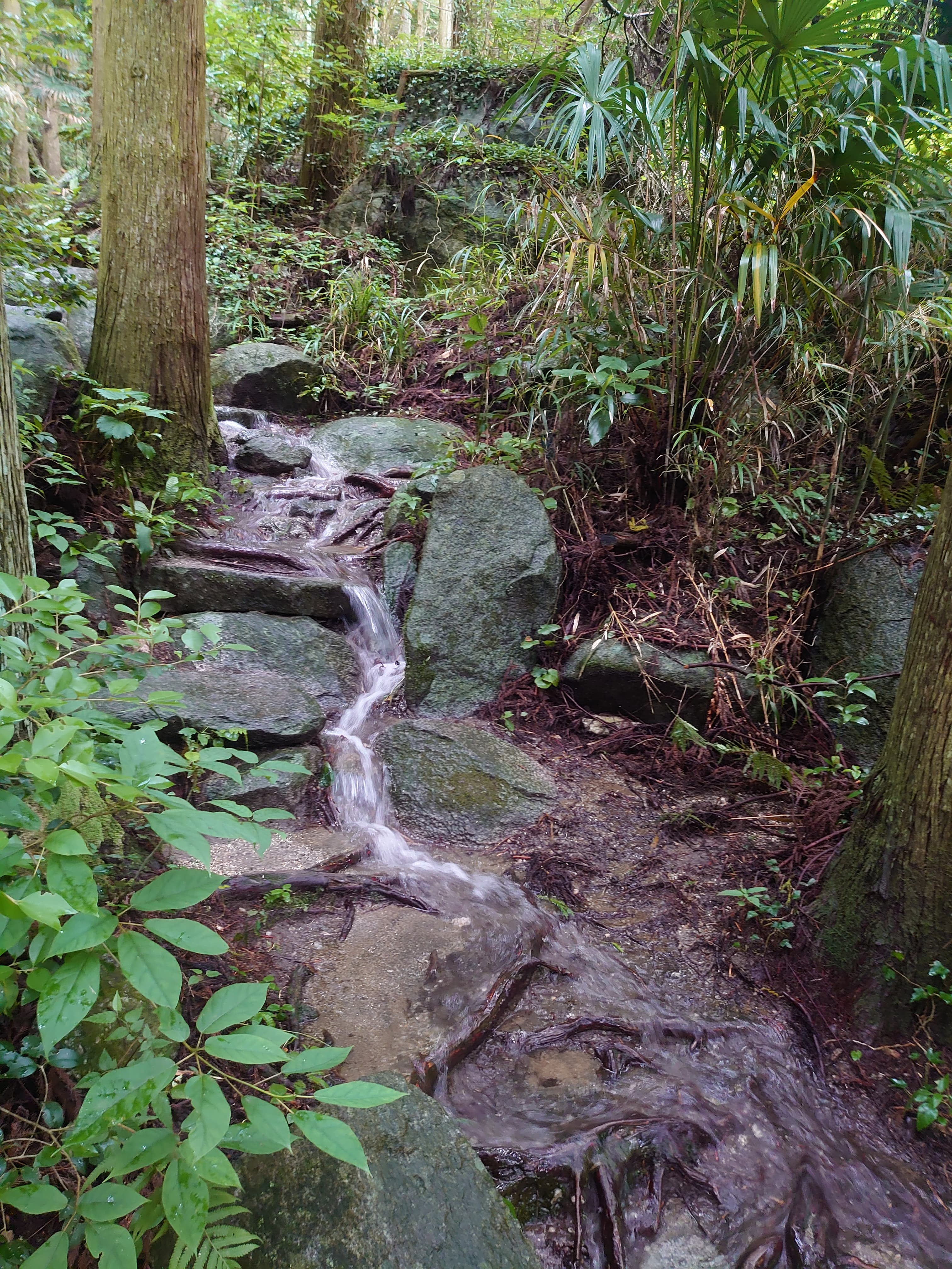 雨上がりに川のようになる二丈岳の登山道1