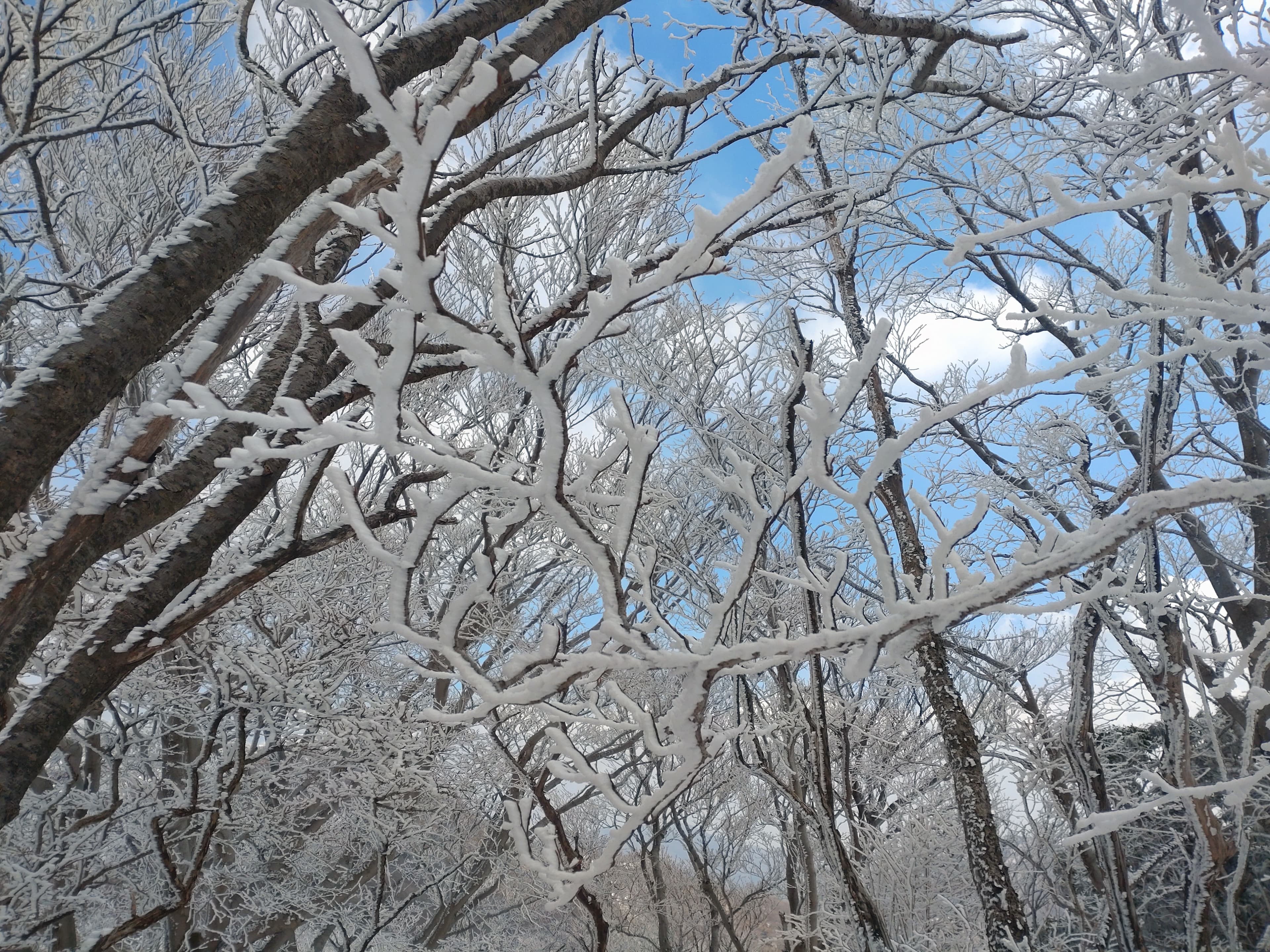 障子岳付近の霧氷