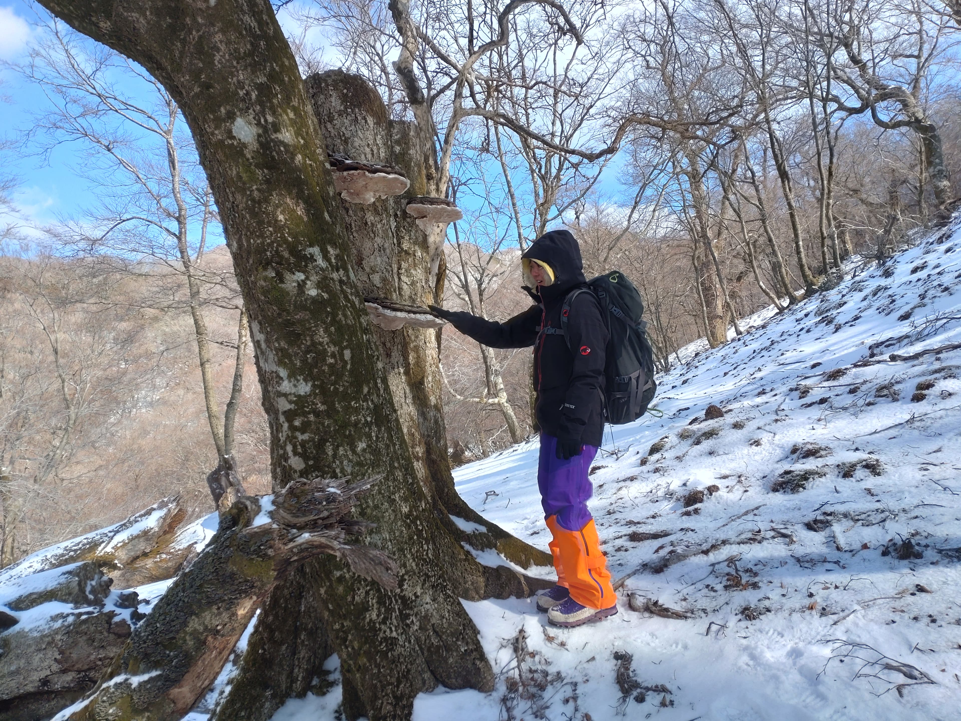 サルノコシカケ