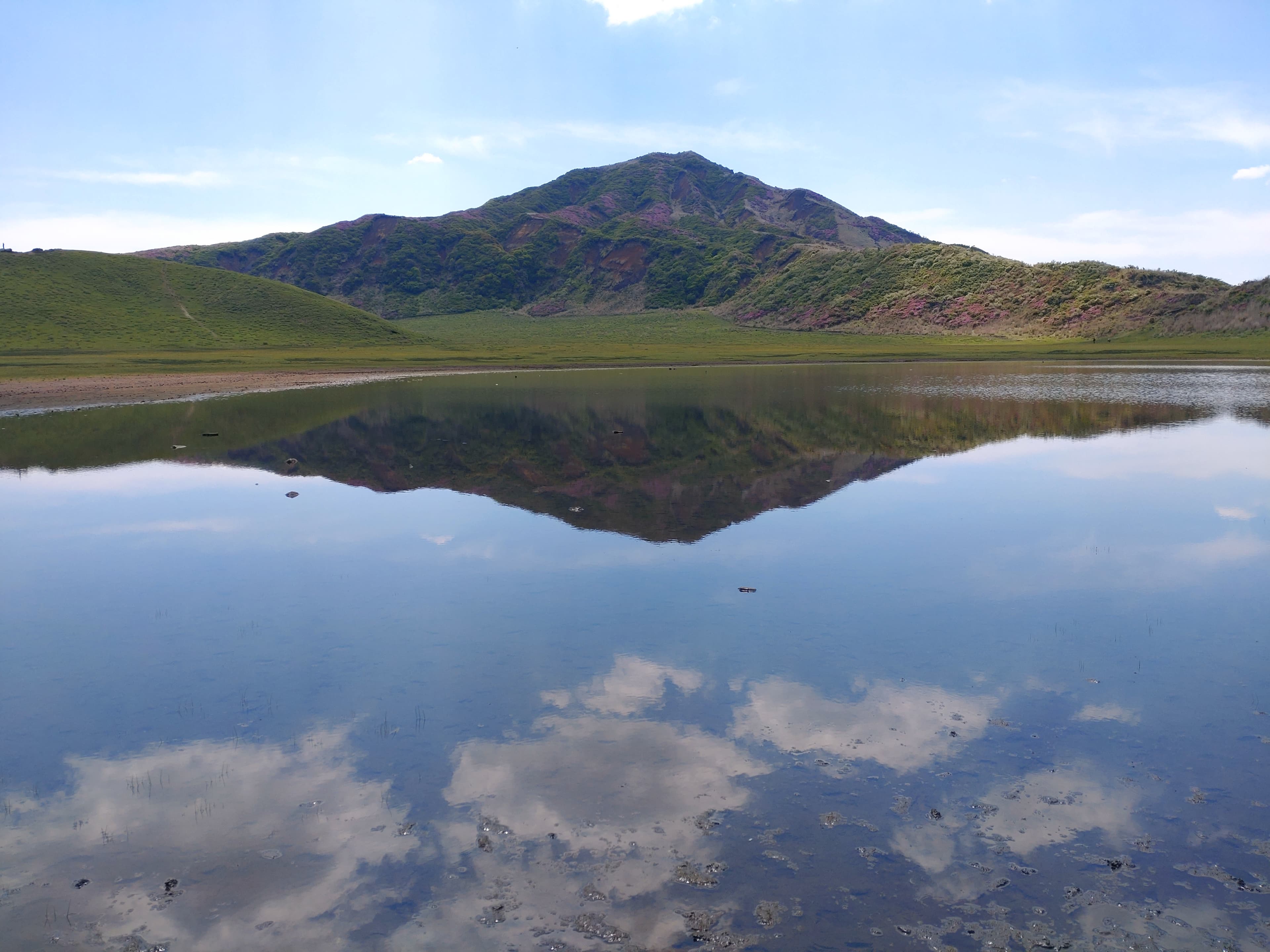 阿蘇烏帽子岳のミヤマキリシマ