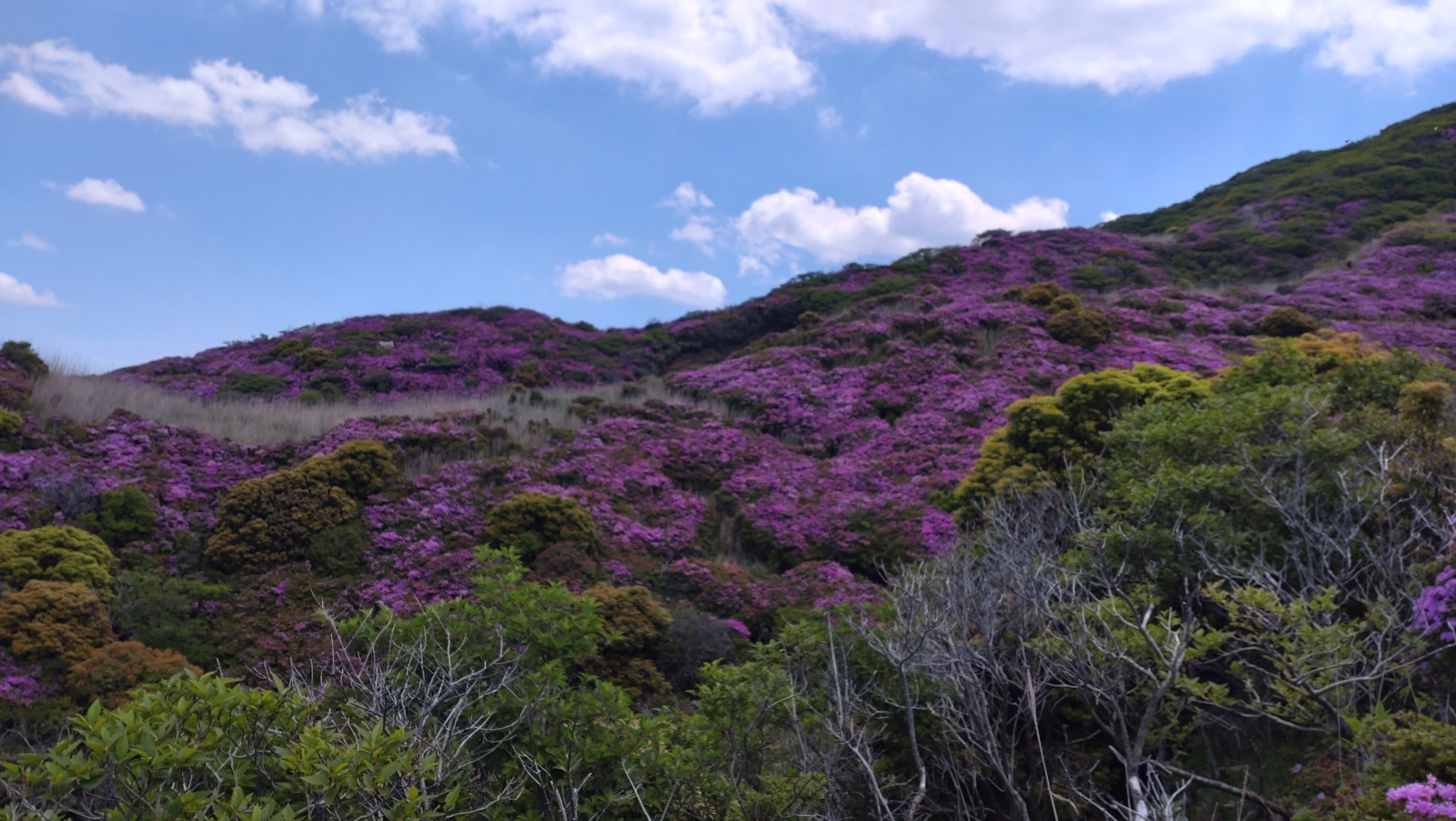 ミヤマキリシマ