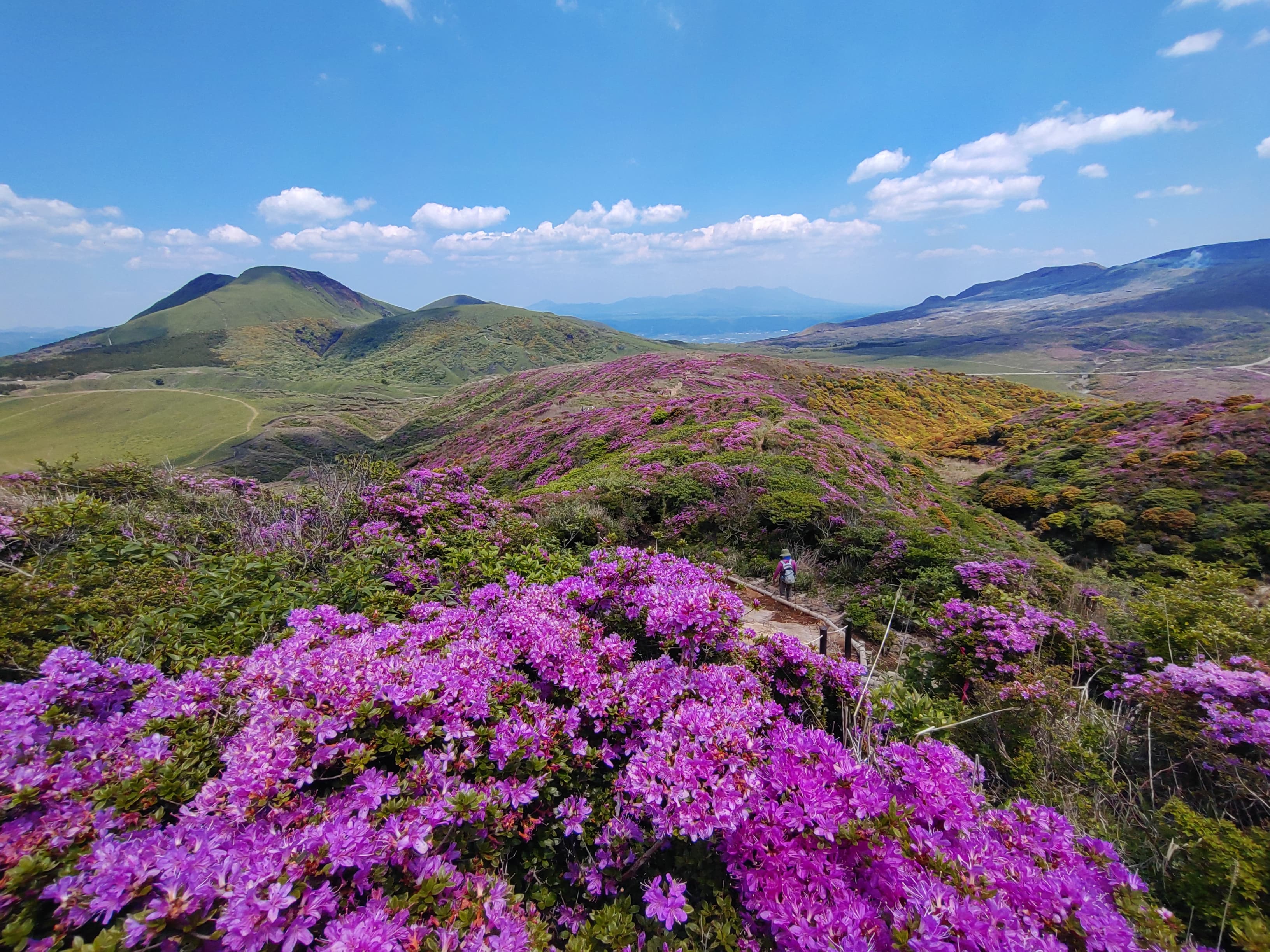 烏帽子岳のミヤマキリシマ