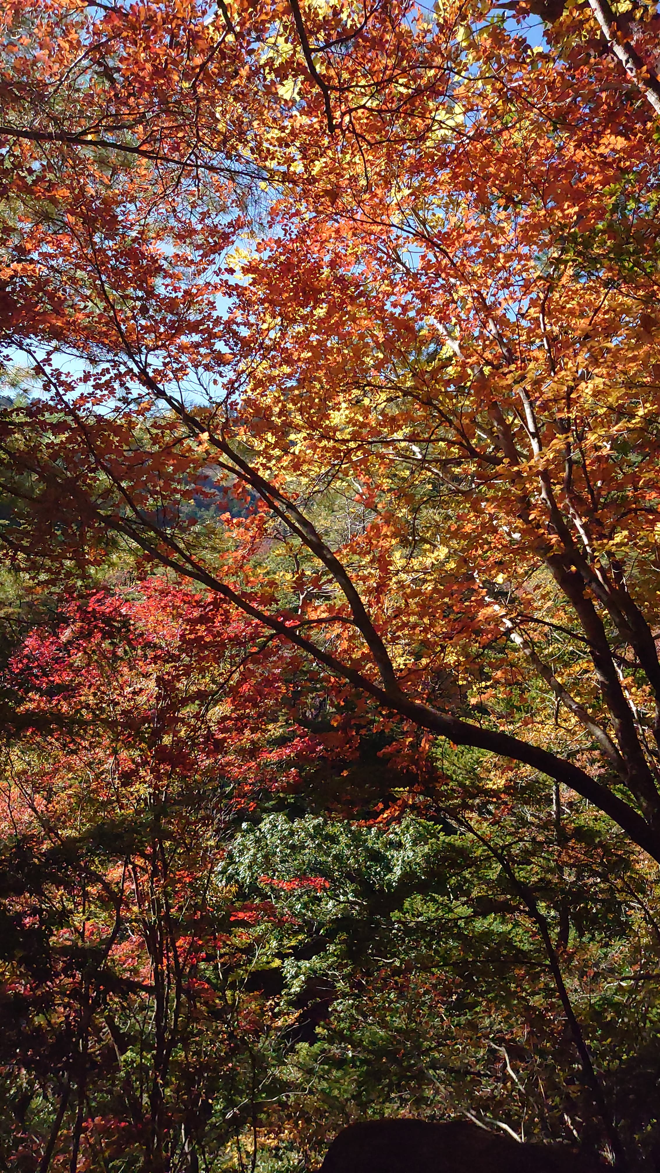 大崩山の紅葉