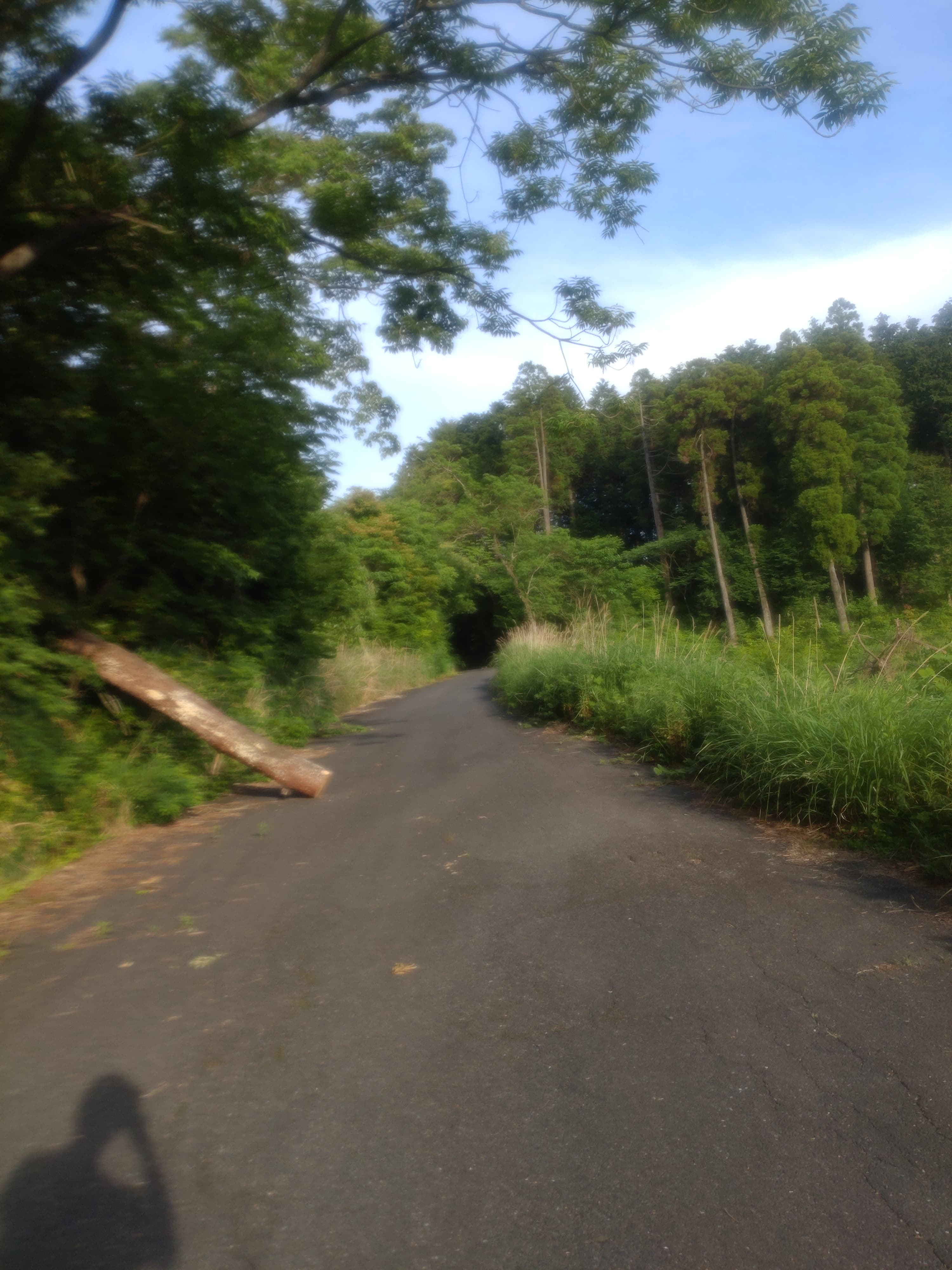 基山山頂までのロード