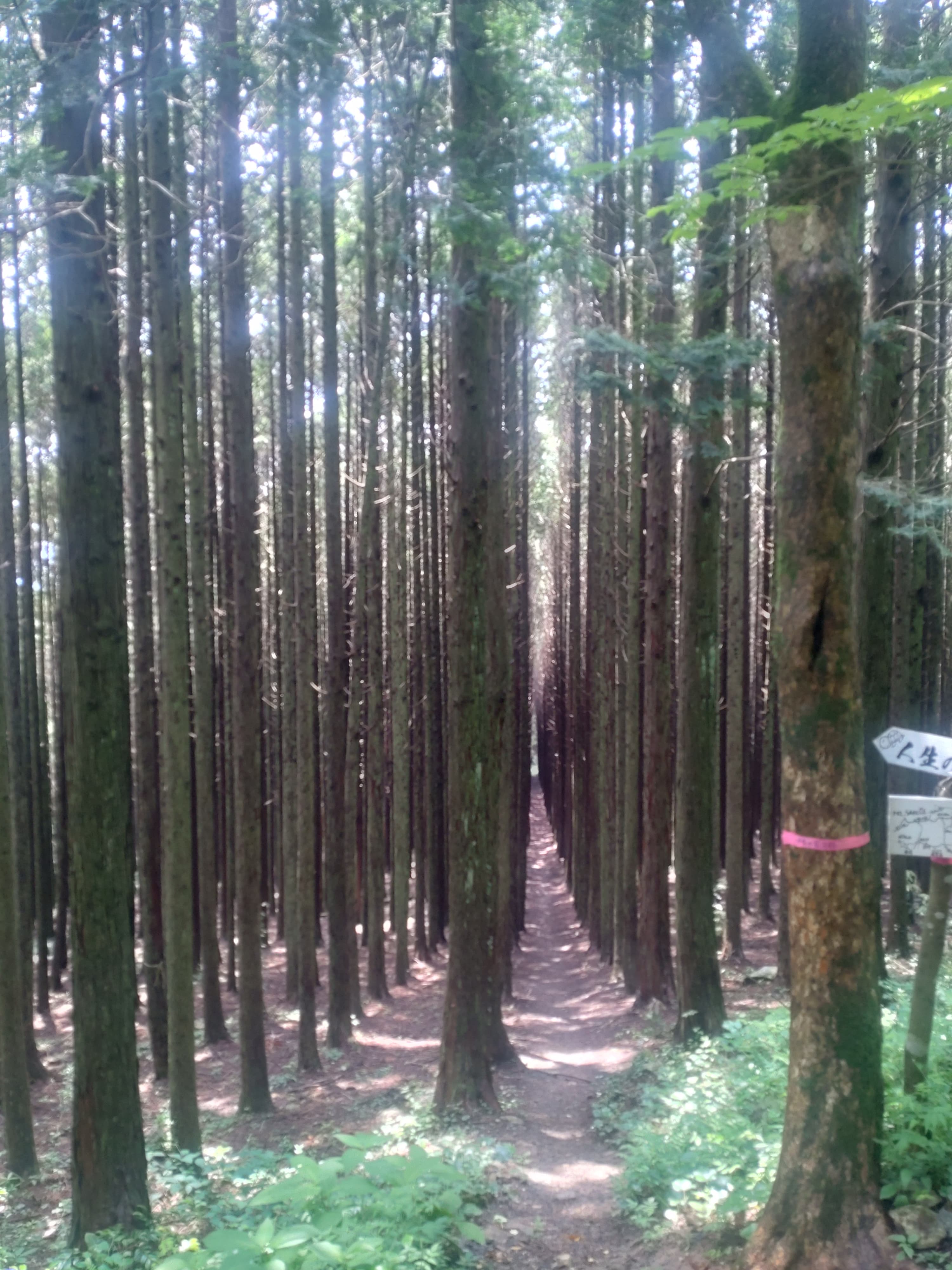 作礼山の人生の並木道