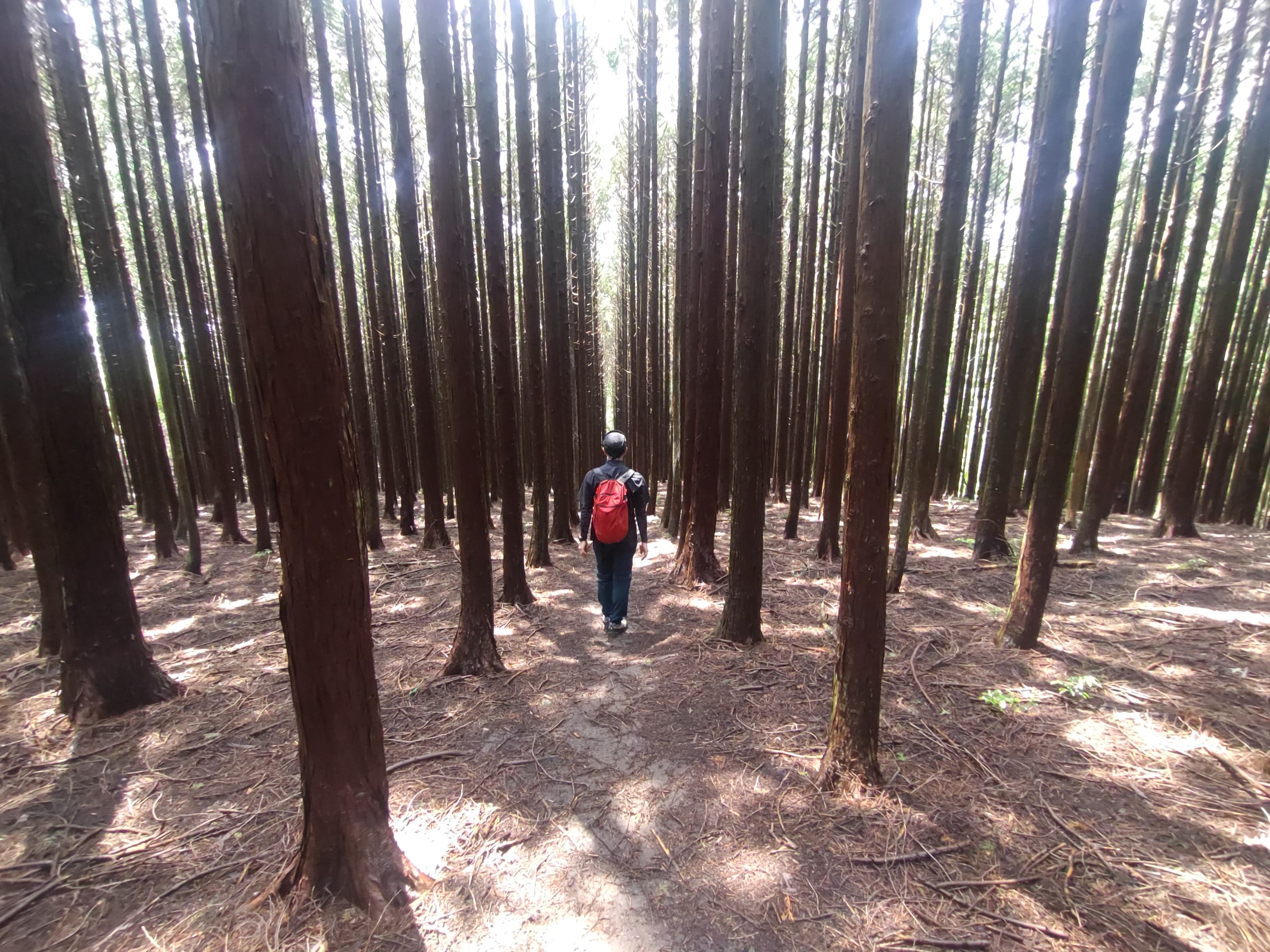 作礼山の人生の並木道