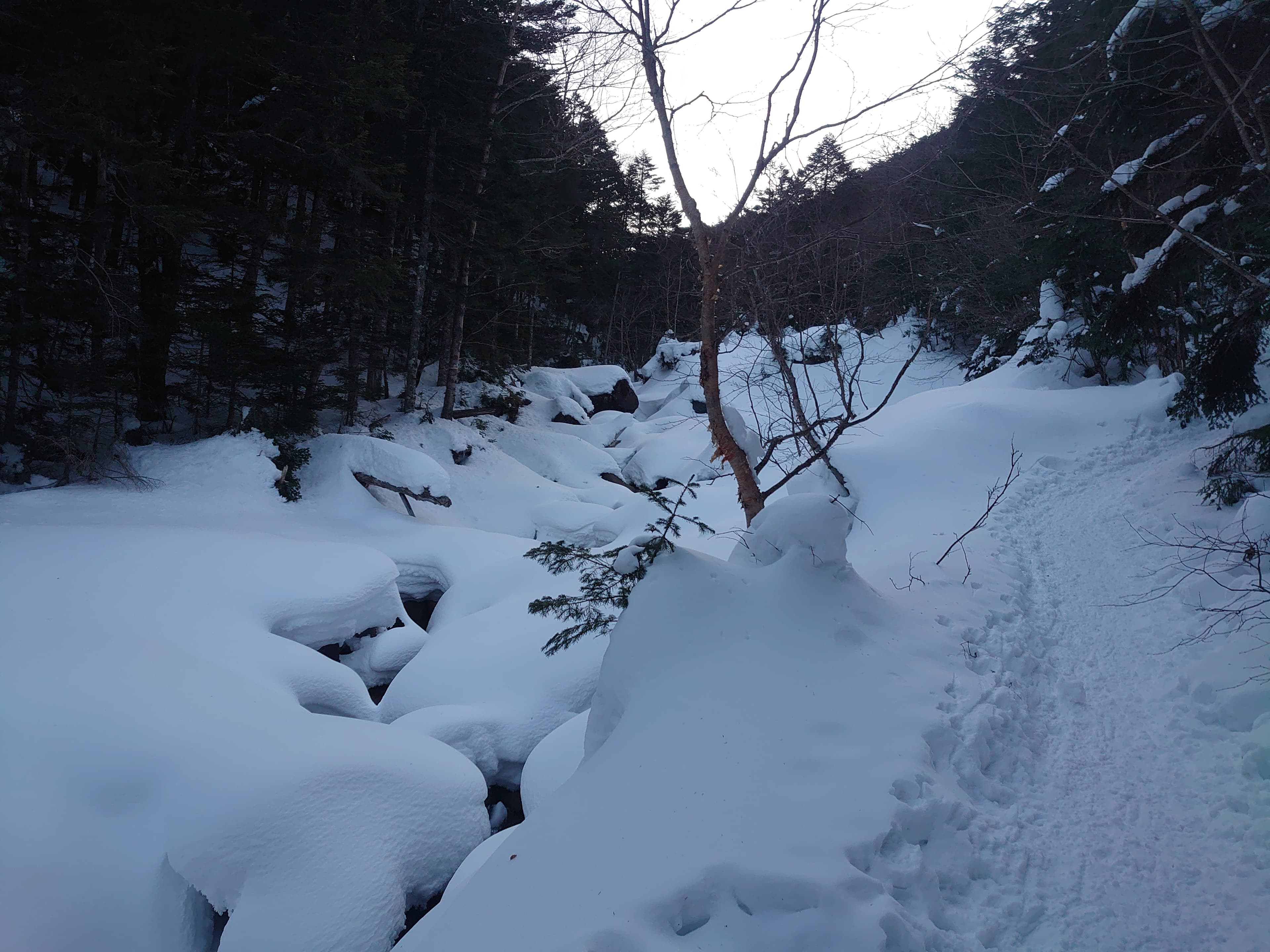 夏沢鉱泉近くの登山道