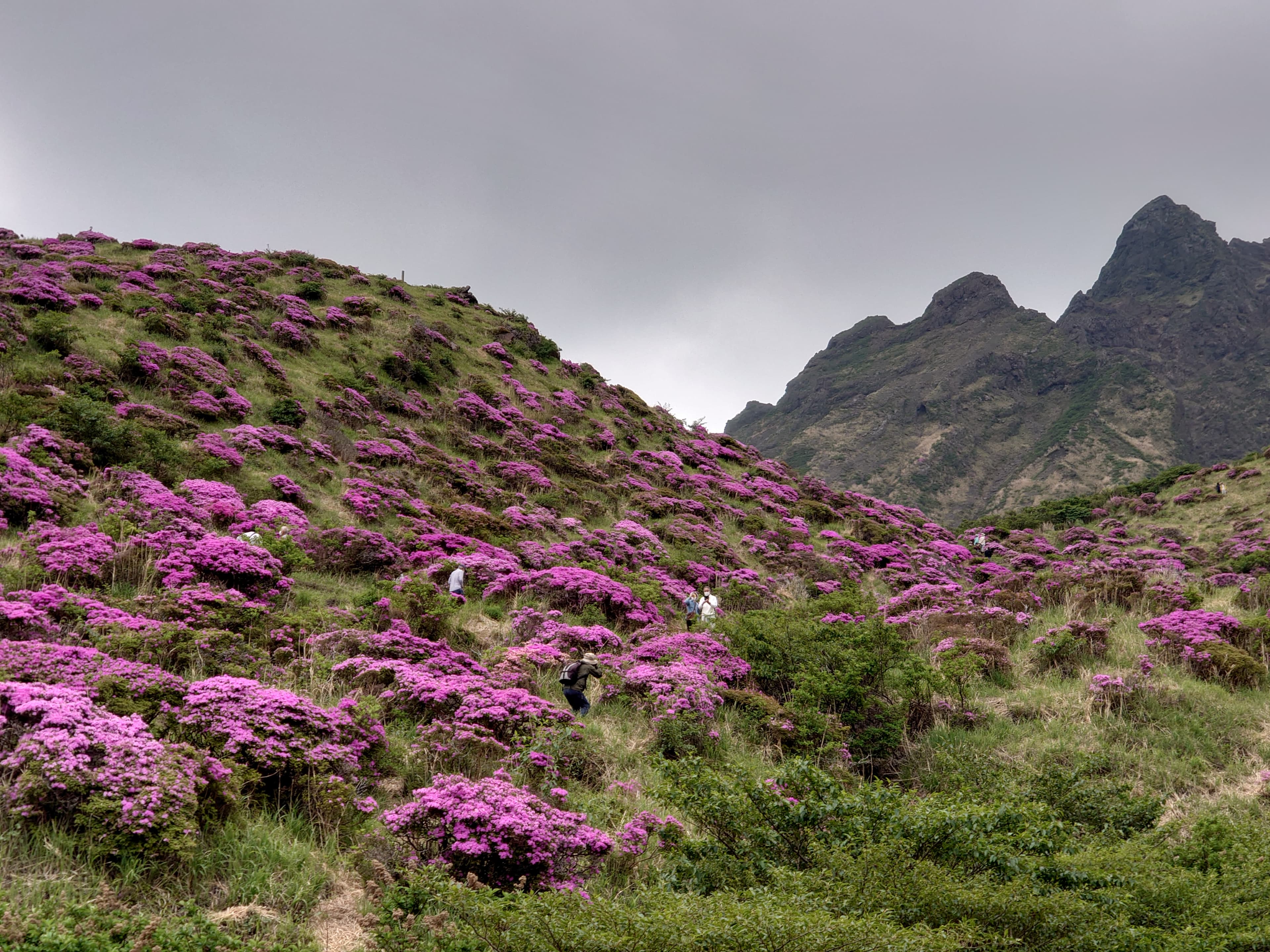 阿蘇仙酔峡のミヤマキリシマを愛でてきました