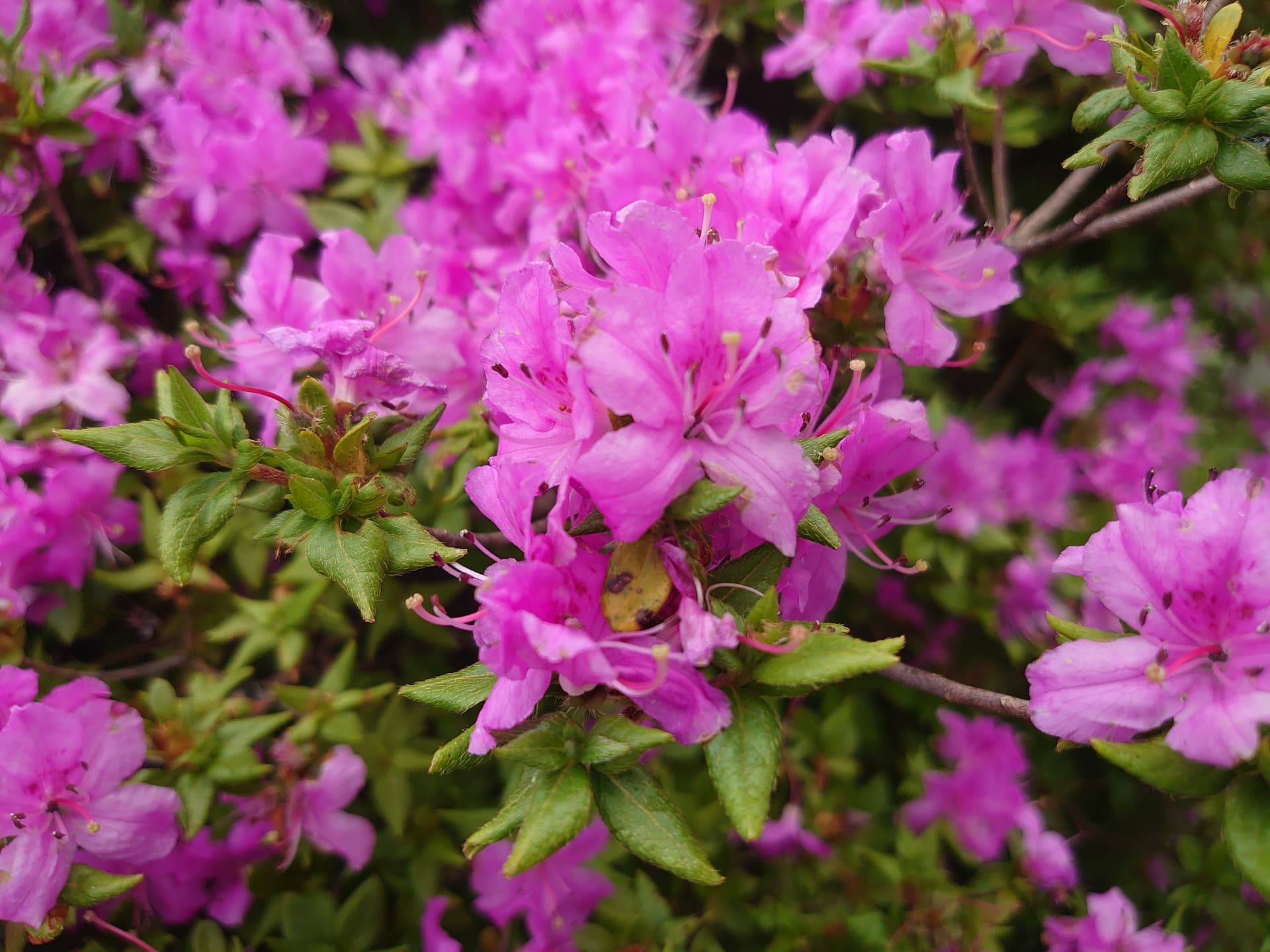 仙酔峡のミヤマキリシマ