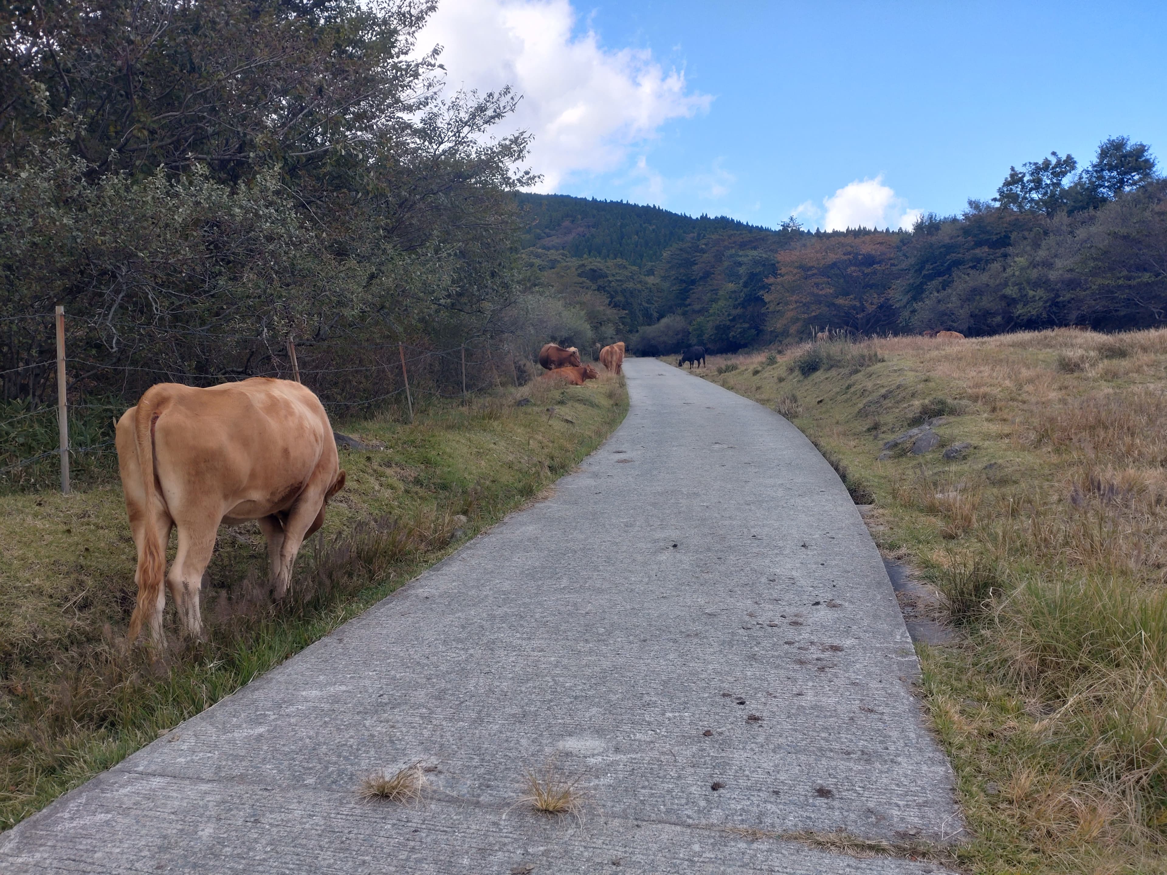 根子岳東峰登山口の赤牛