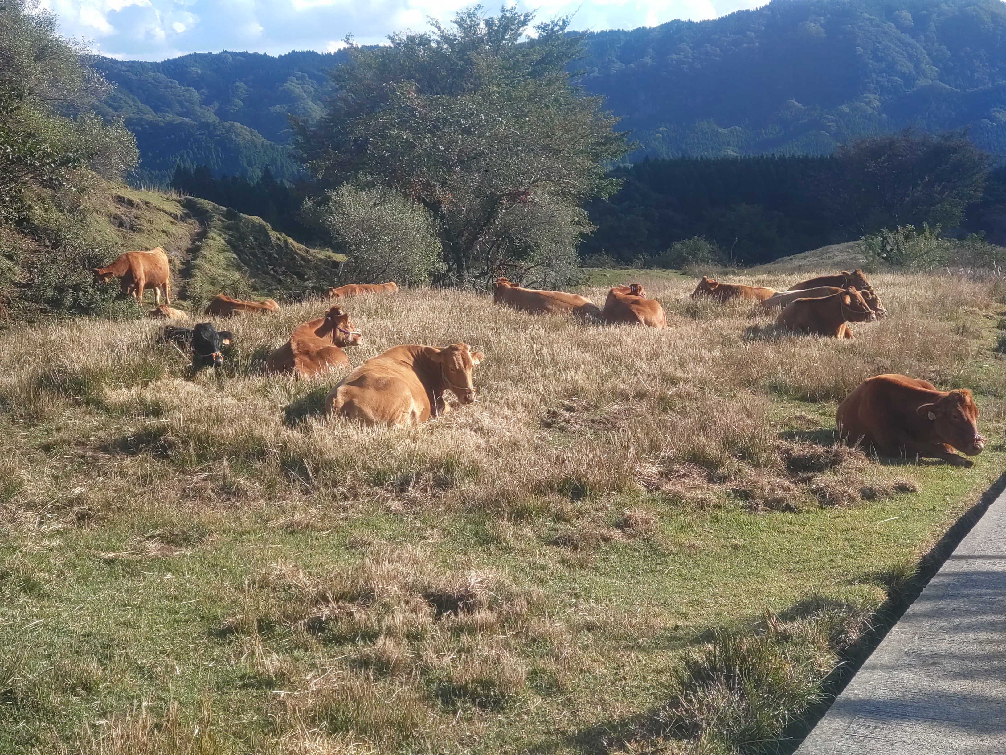 根子岳東峰の赤牛