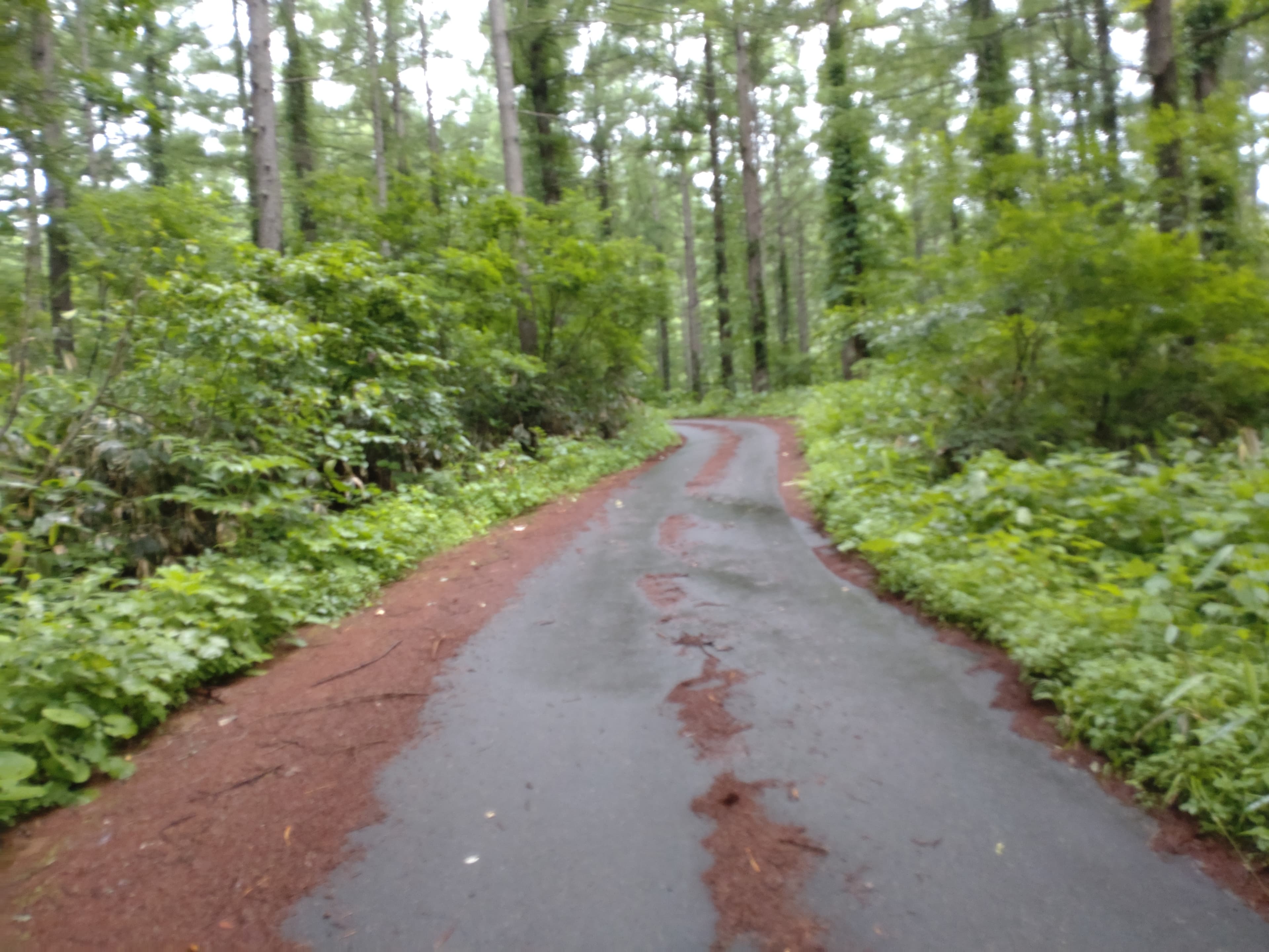 志賀高原100の林道