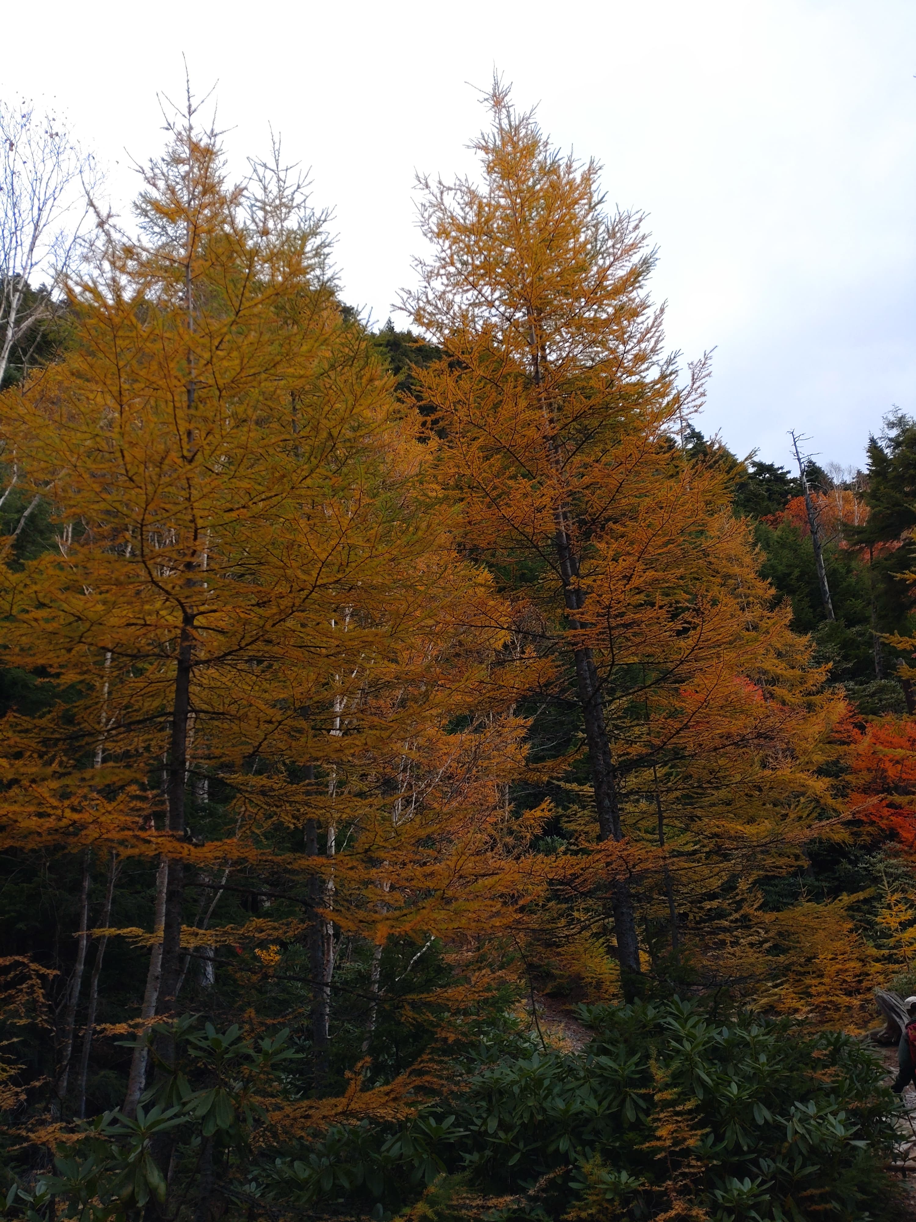 本沢温泉付近の紅葉