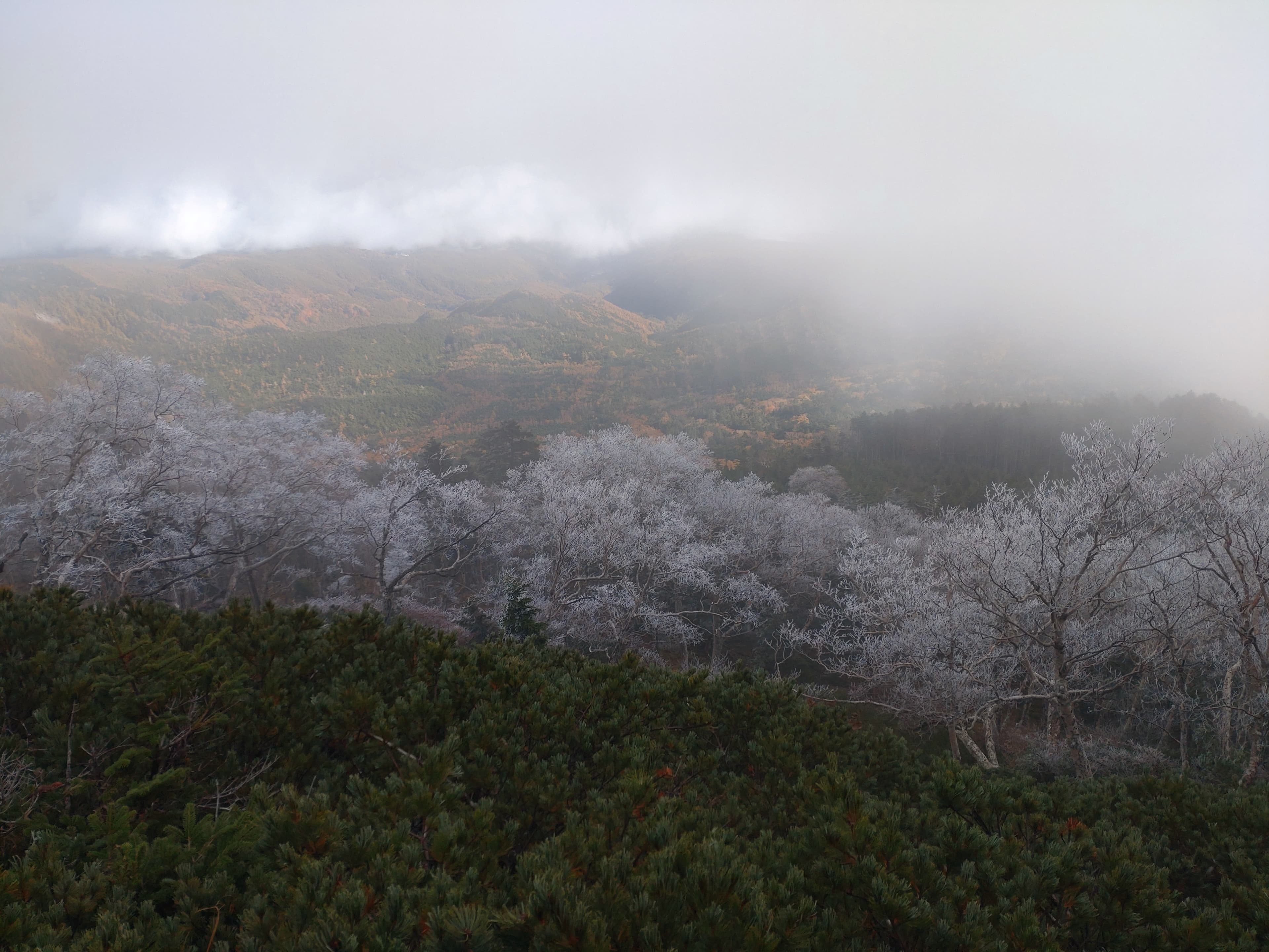 白砂新道で見た霧氷