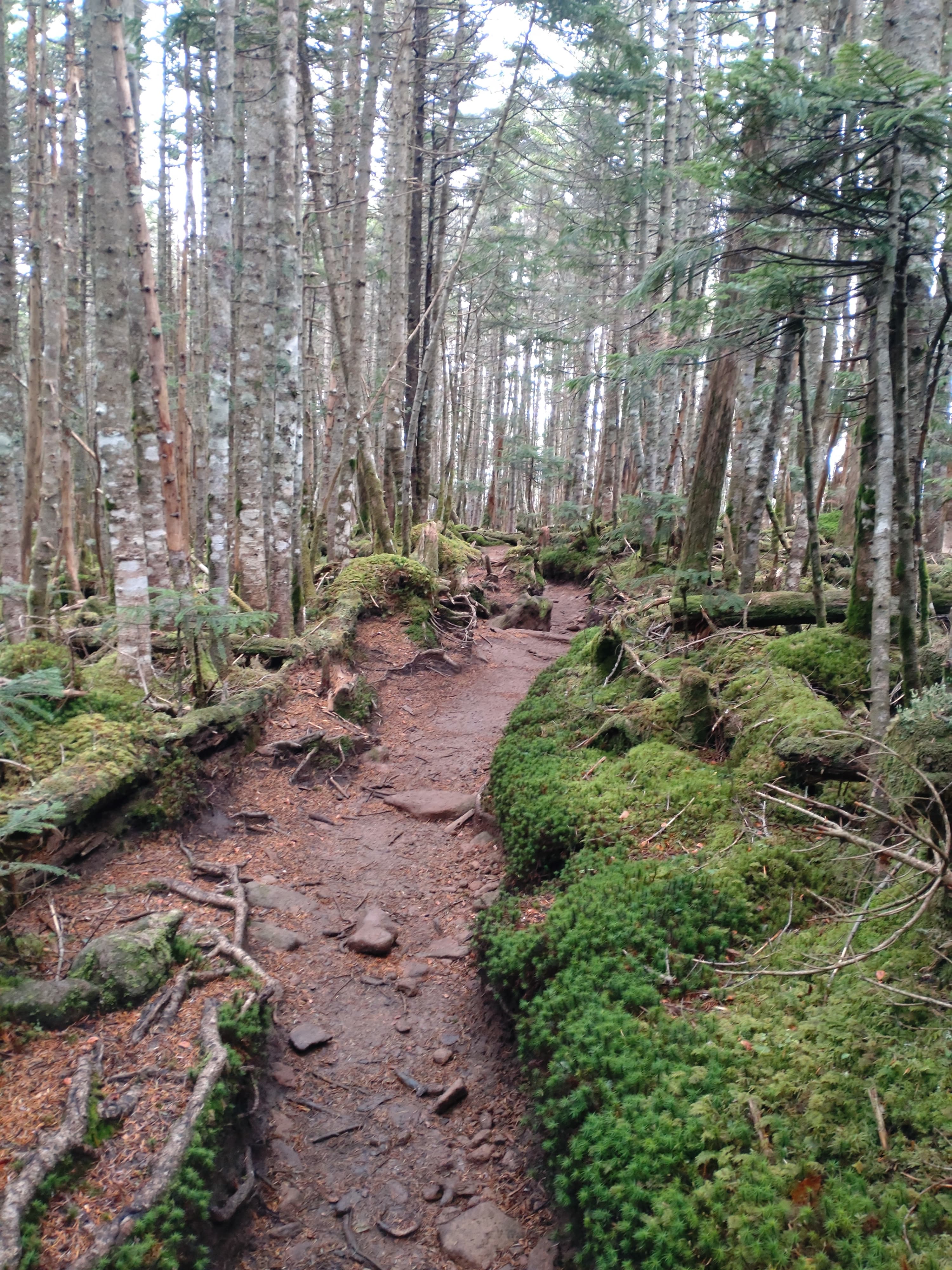 にゅう付近の登山道