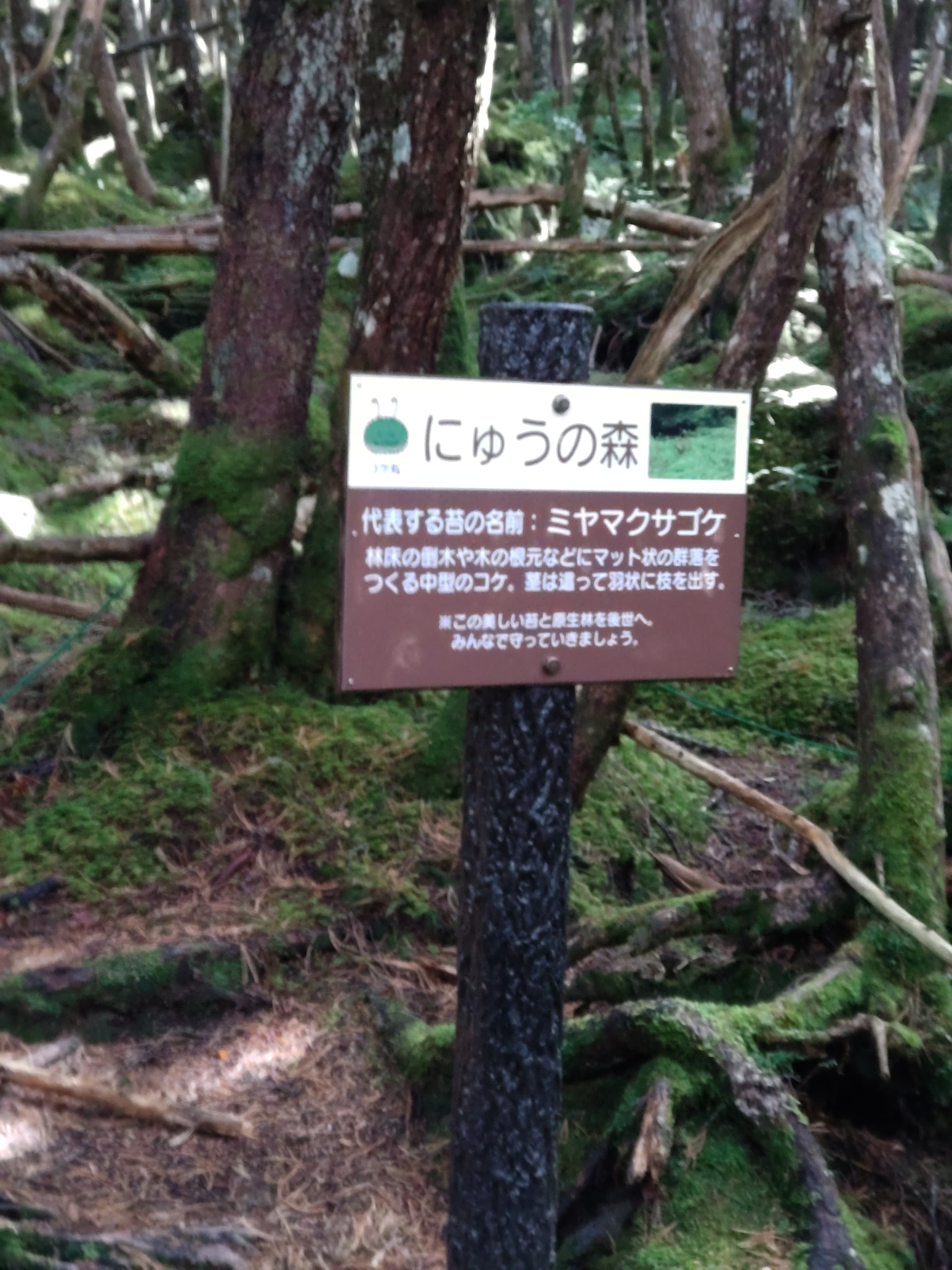 にゅうの森
