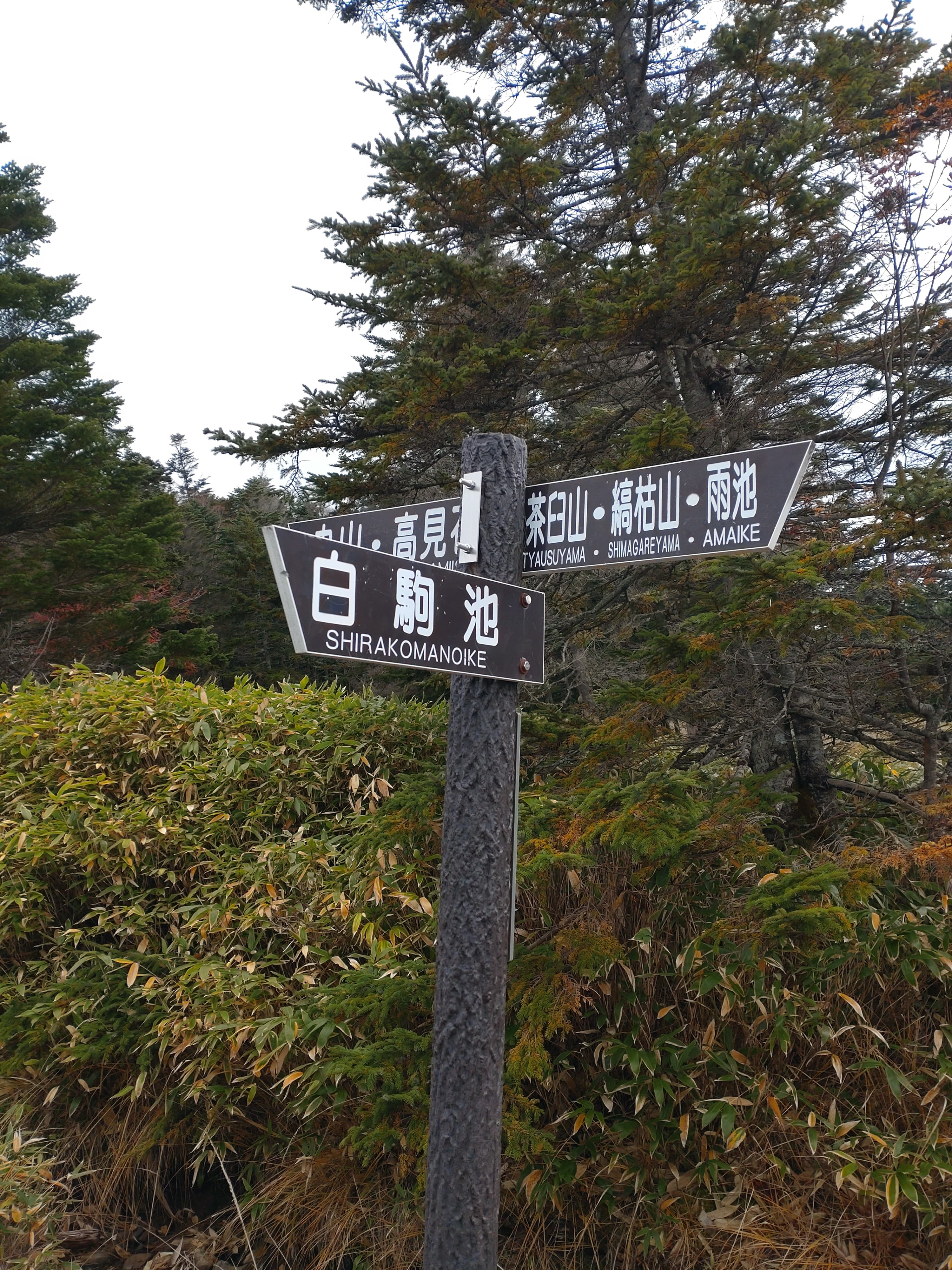 麦草峠分岐