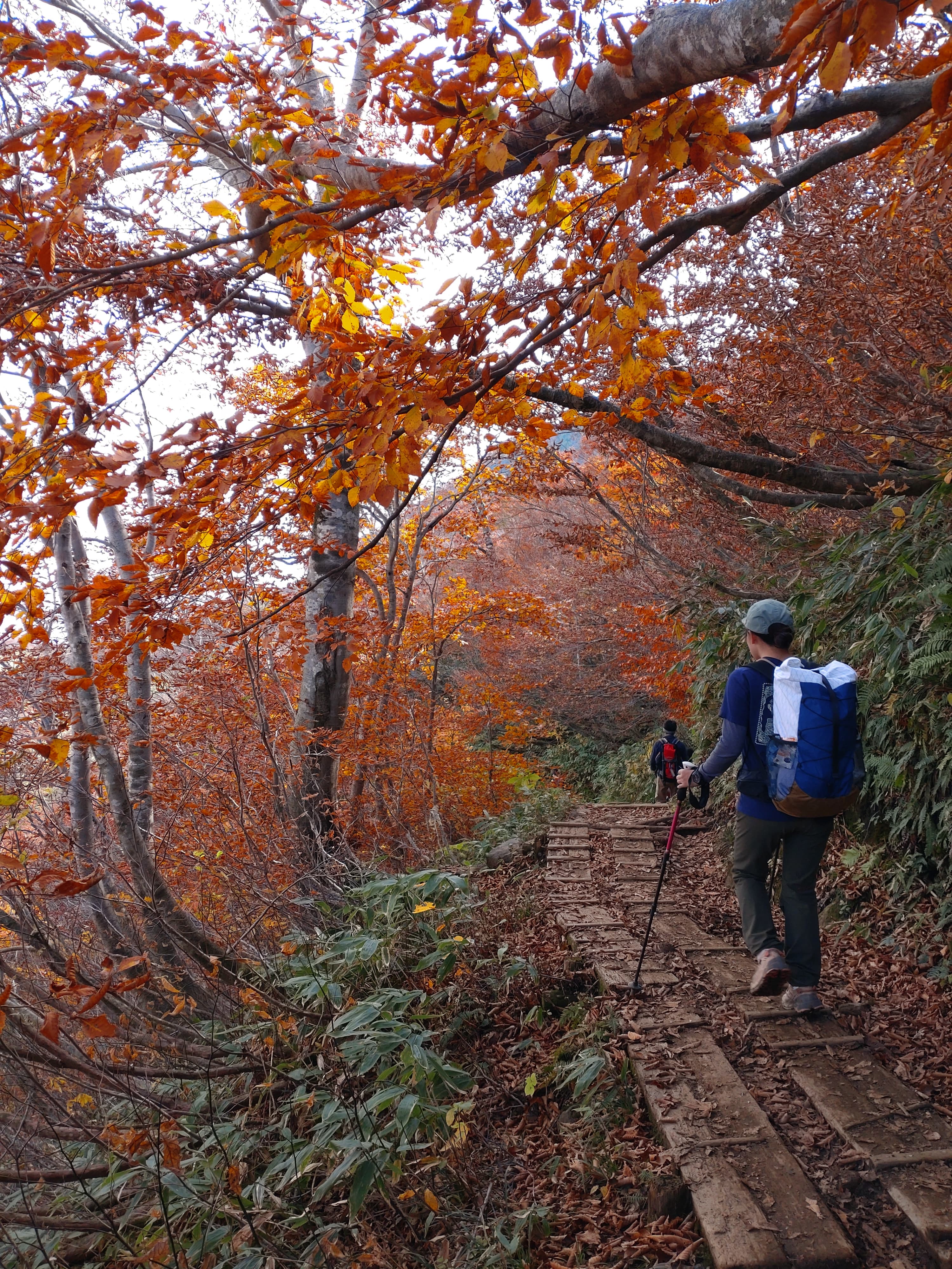 紅葉の谷川岳登山道