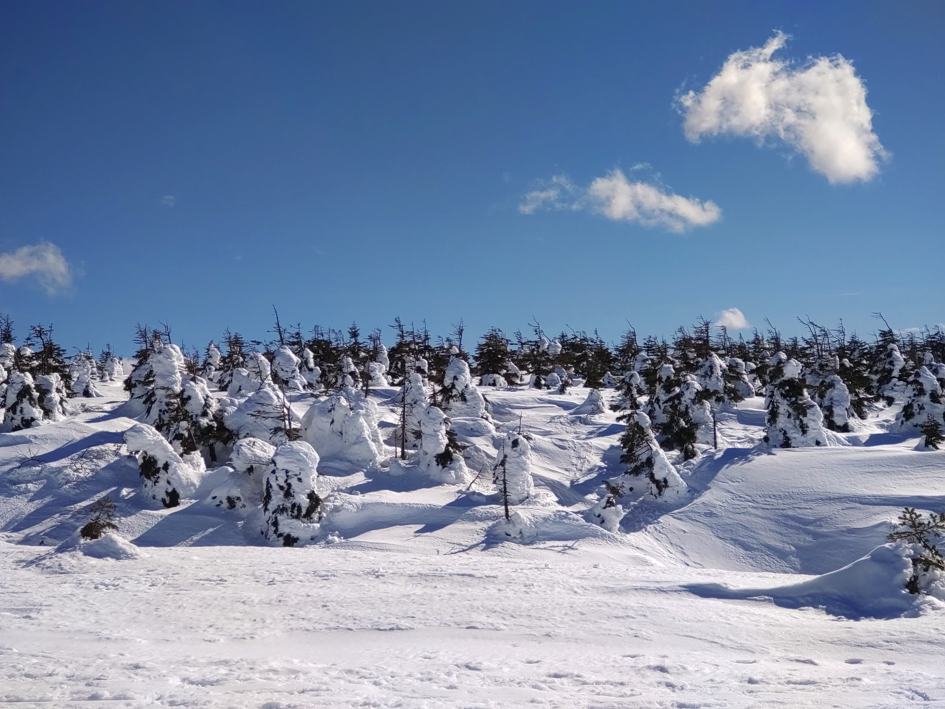 蔵王の樹氷スノーモンスター