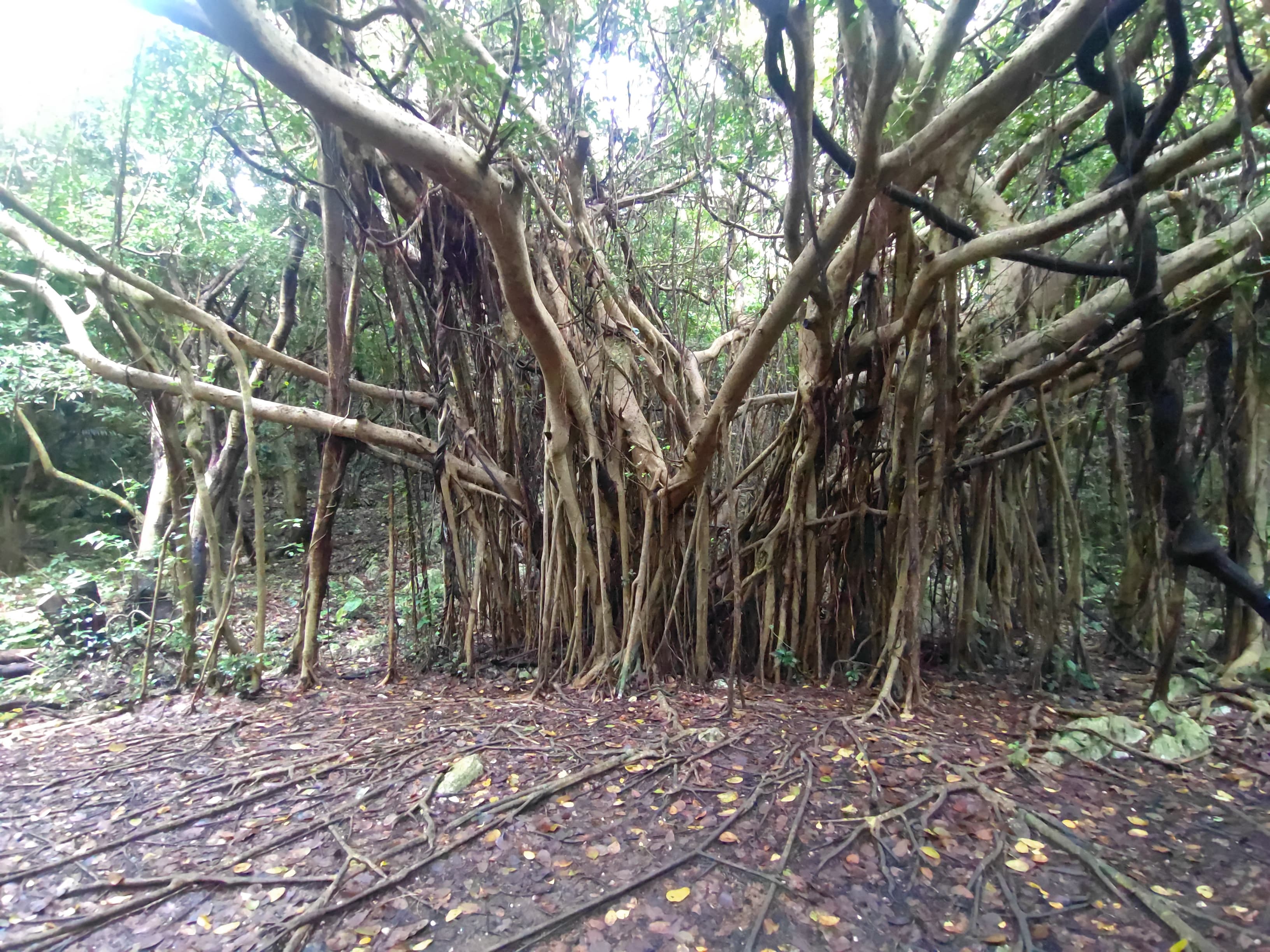 大石林山のガジュマル