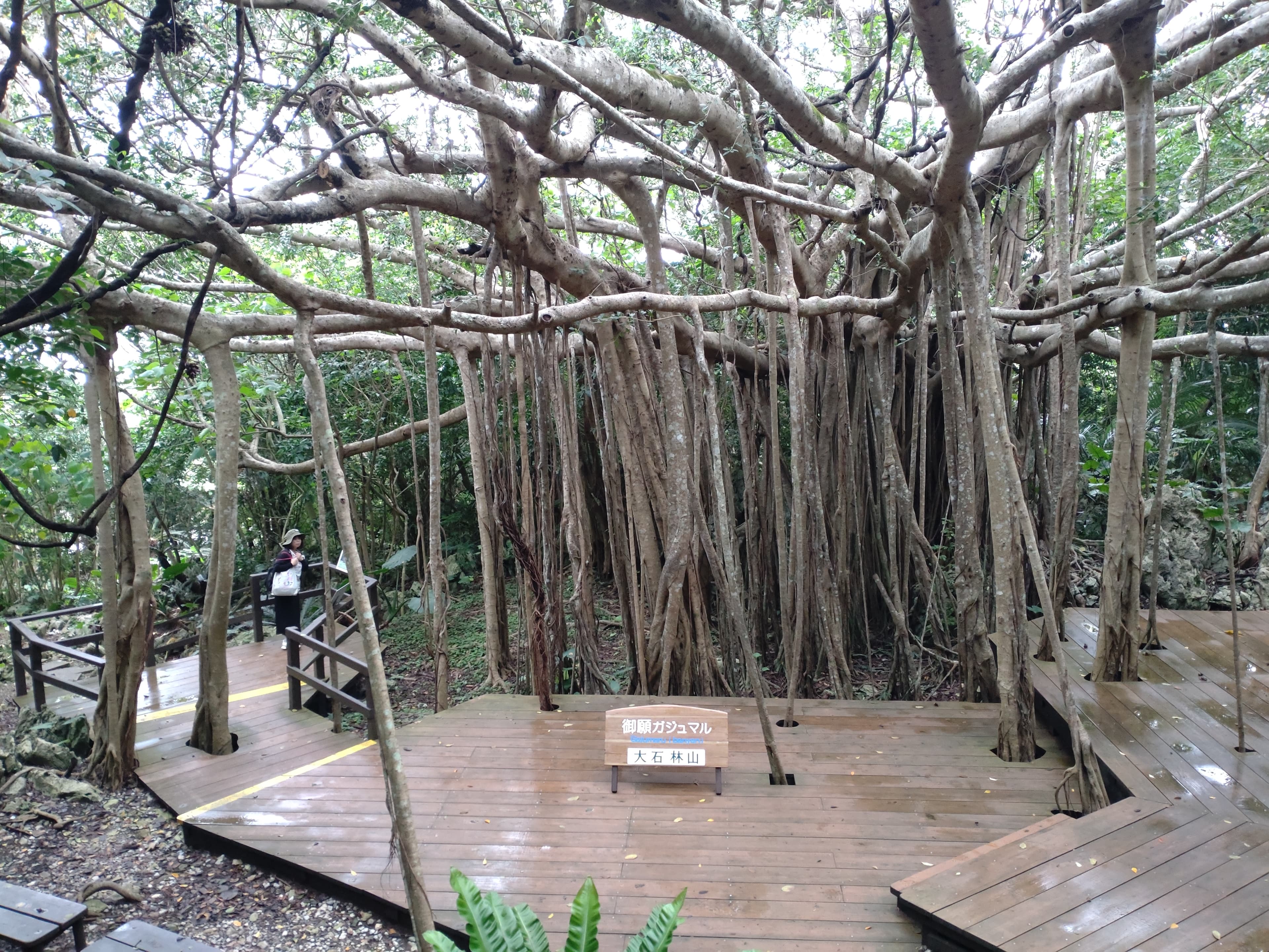 大石林山の御願ガジュマル