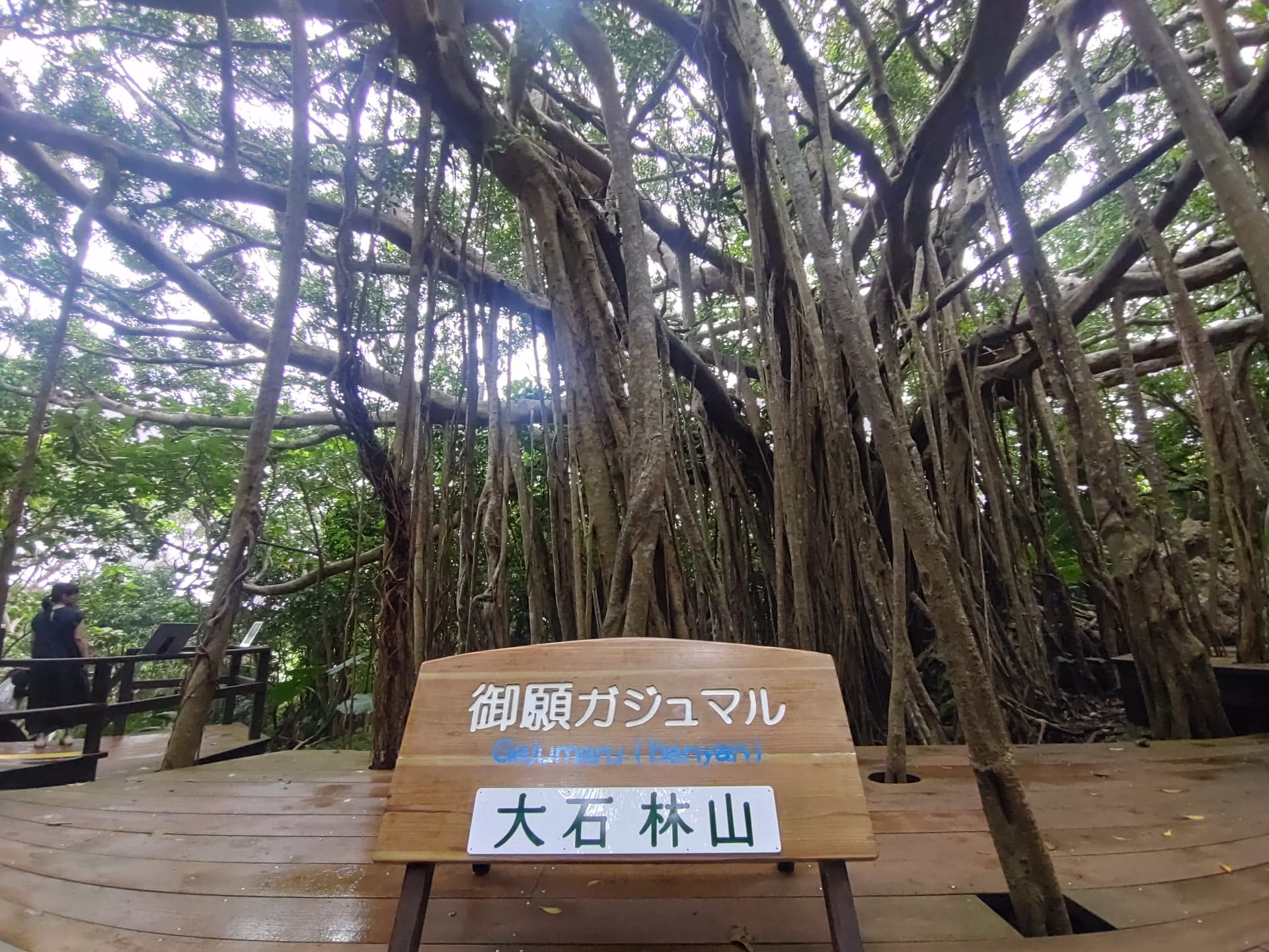 沖縄の大石林山　奇岩に大興奮!!