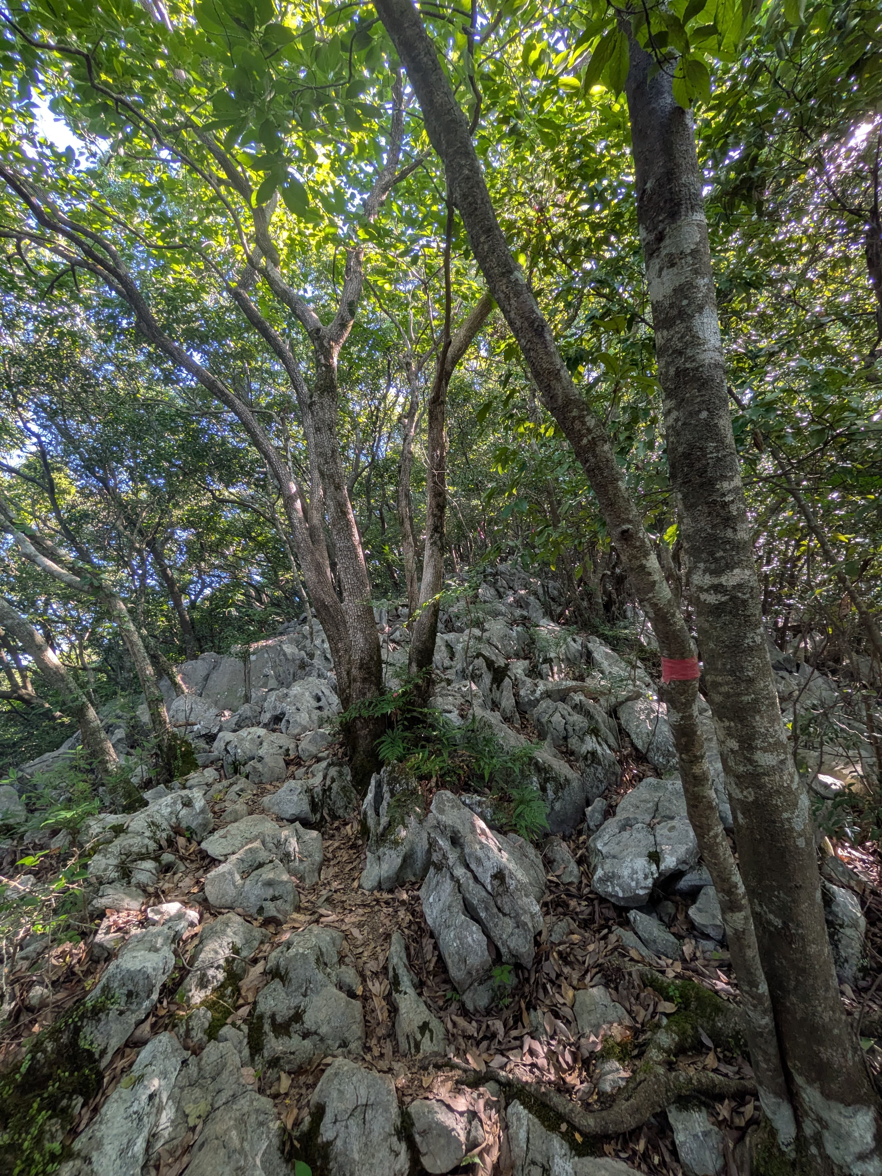 熊本県八代市の竜峰山の登山道